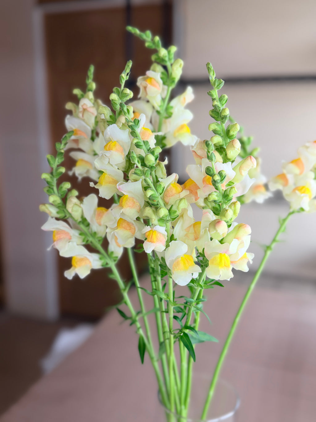 Snapdragon - Avignon Apricot