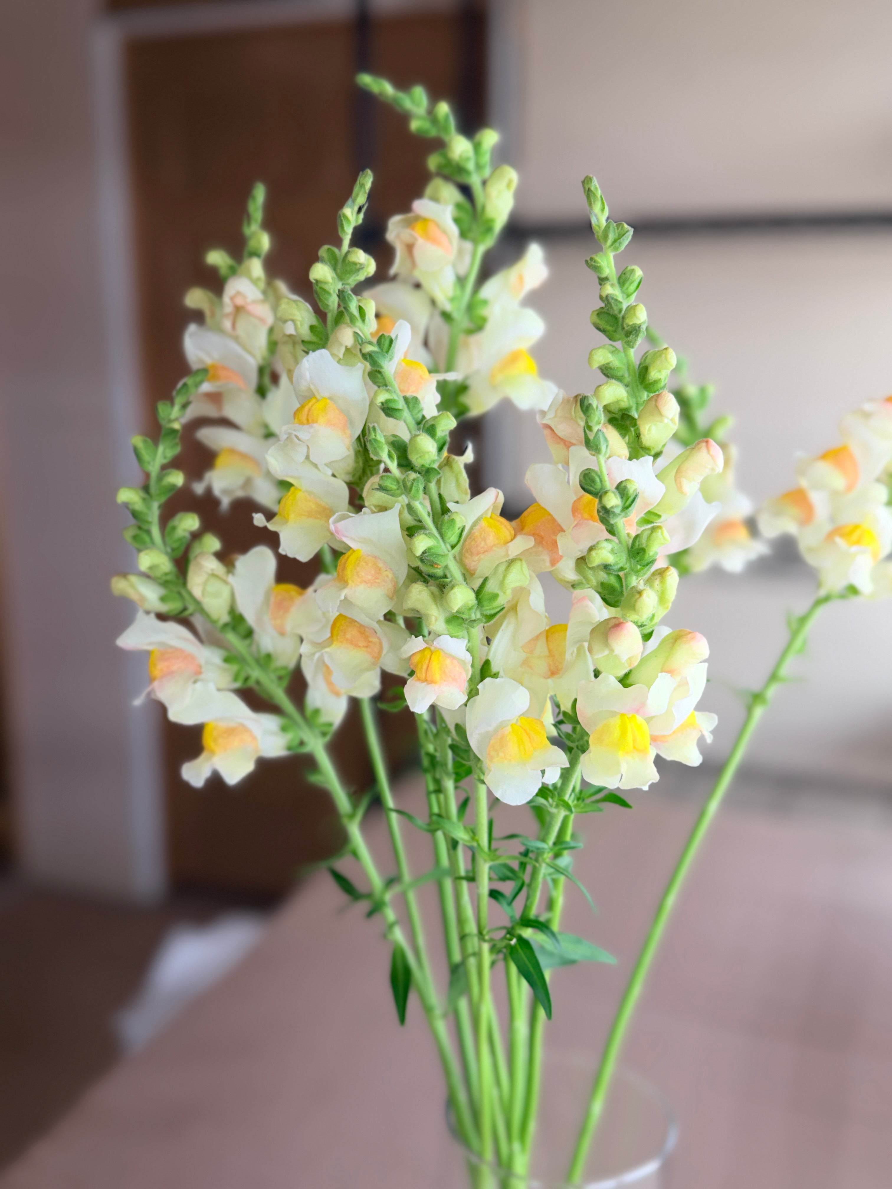 Snapdragon - Avignon Apricot