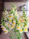 Snapdragon - Avignon Apricot