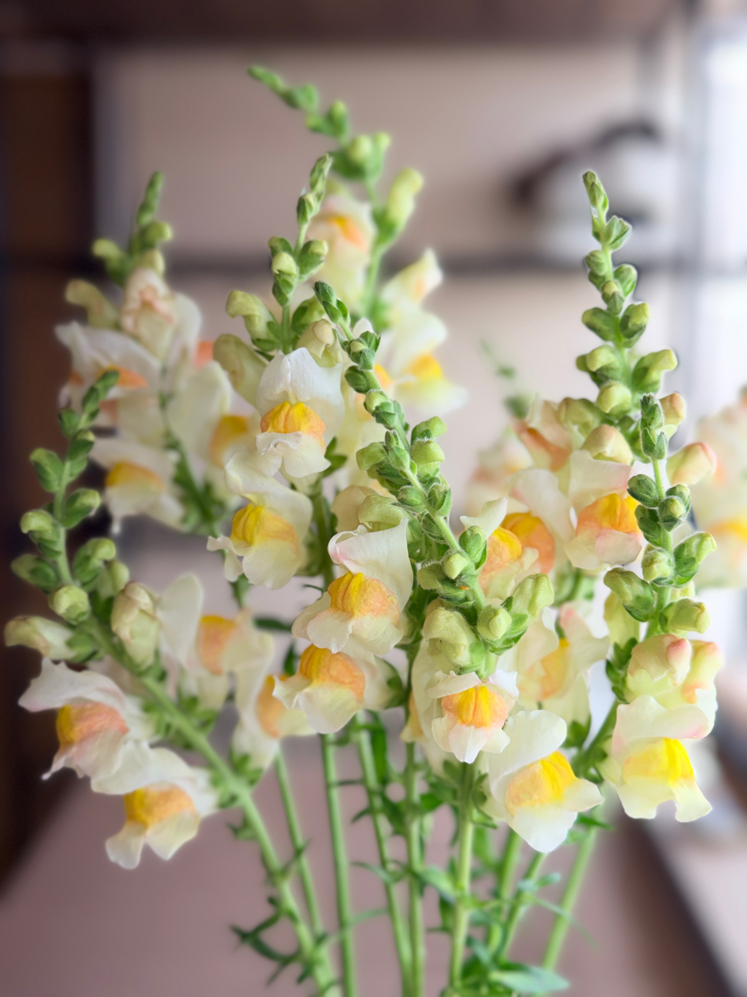 Snapdragon - Avignon Apricot