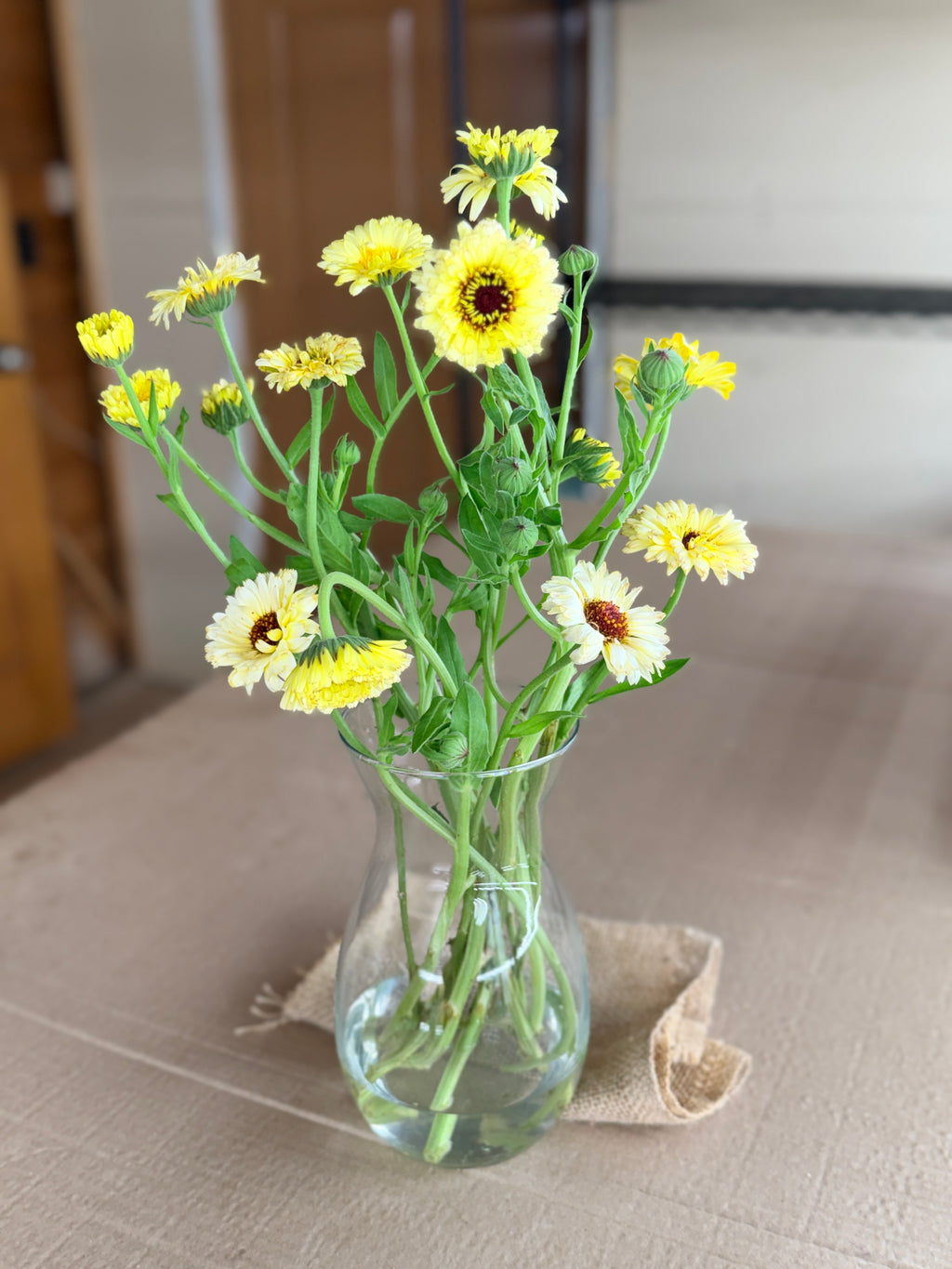 Calendula - Creamy White