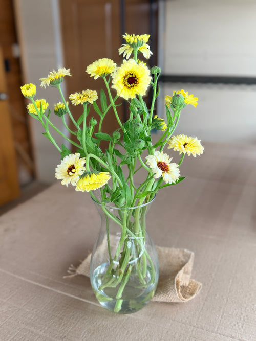 Calendula - Creamy White