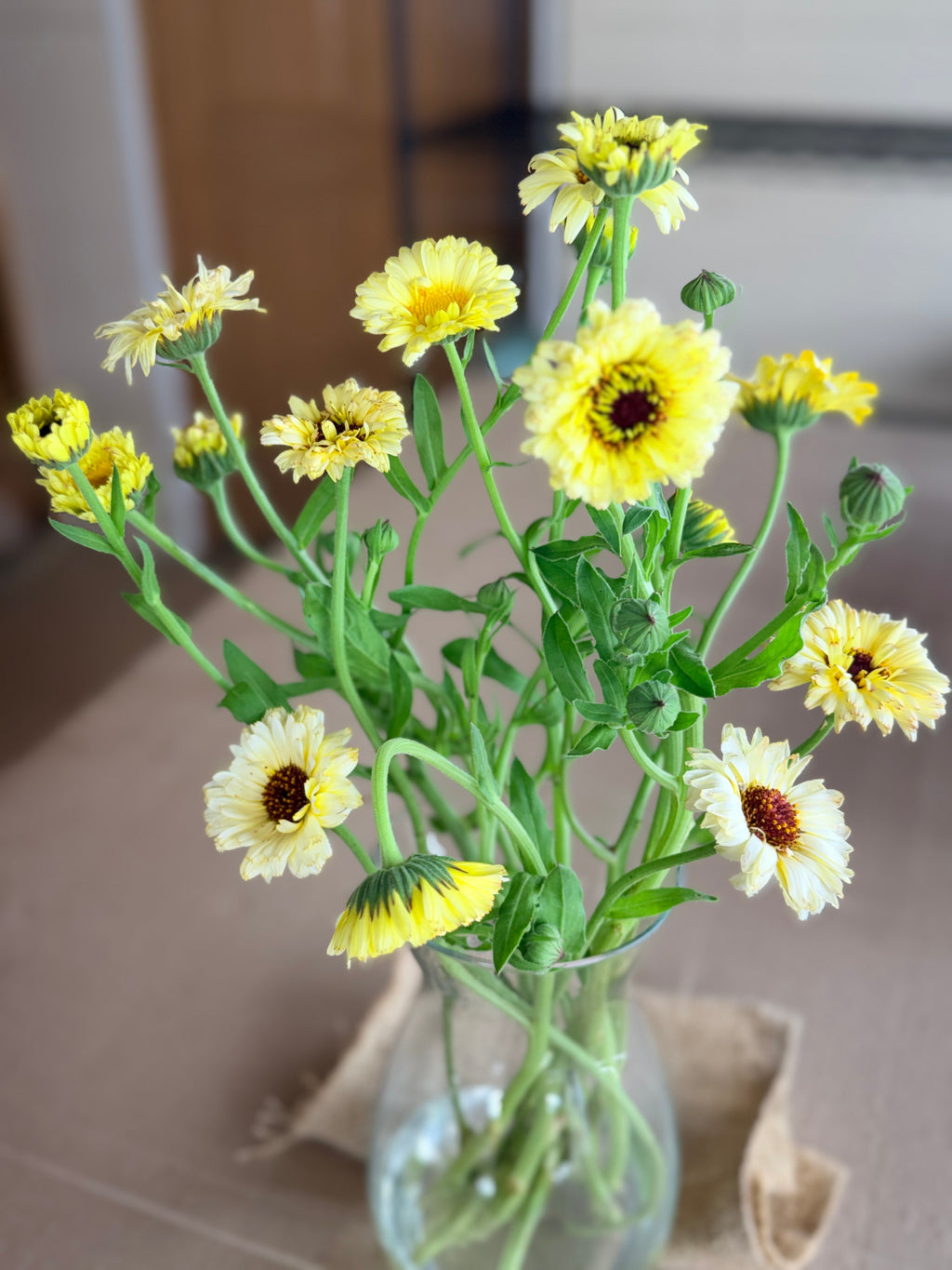 Calendula - Creamy White