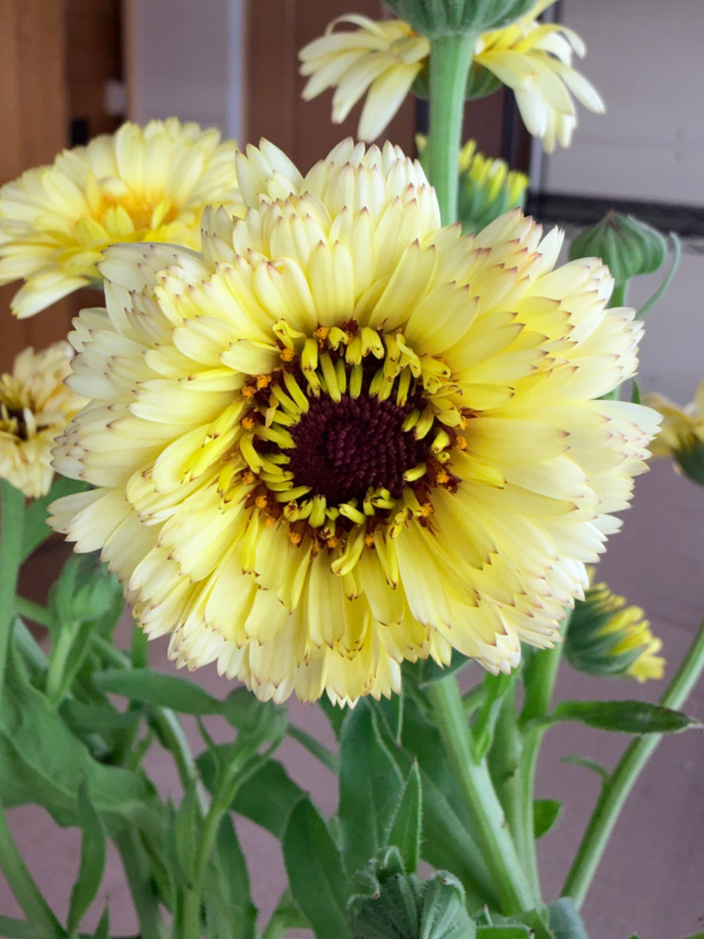 Calendula - Creamy White