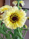 Calendula - Creamy White