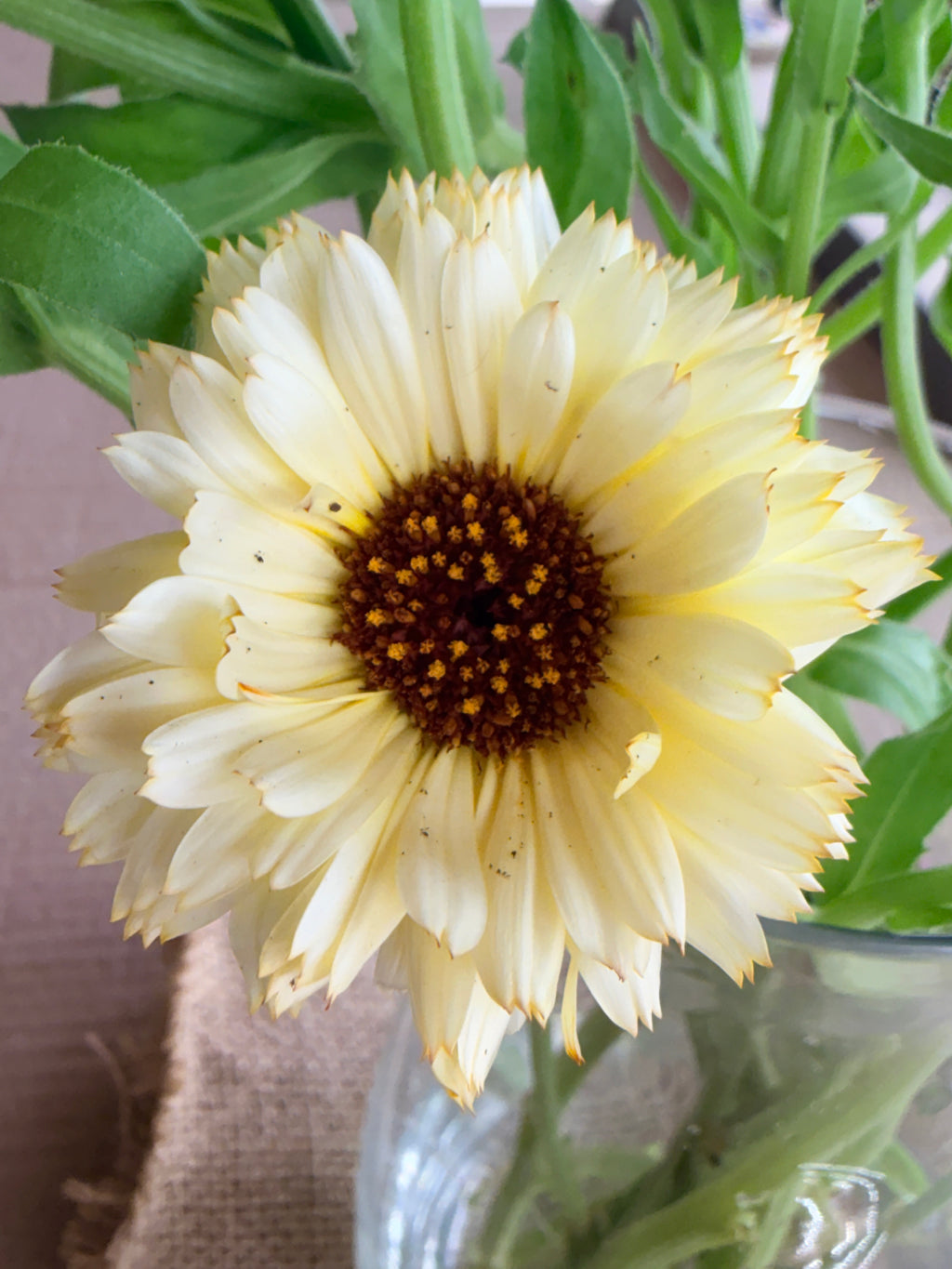Calendula - Creamy White