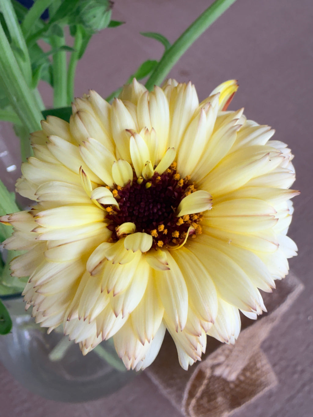 Calendula - Creamy White