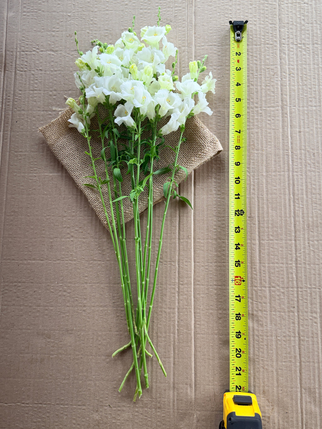 Snapdragon - Chantily White