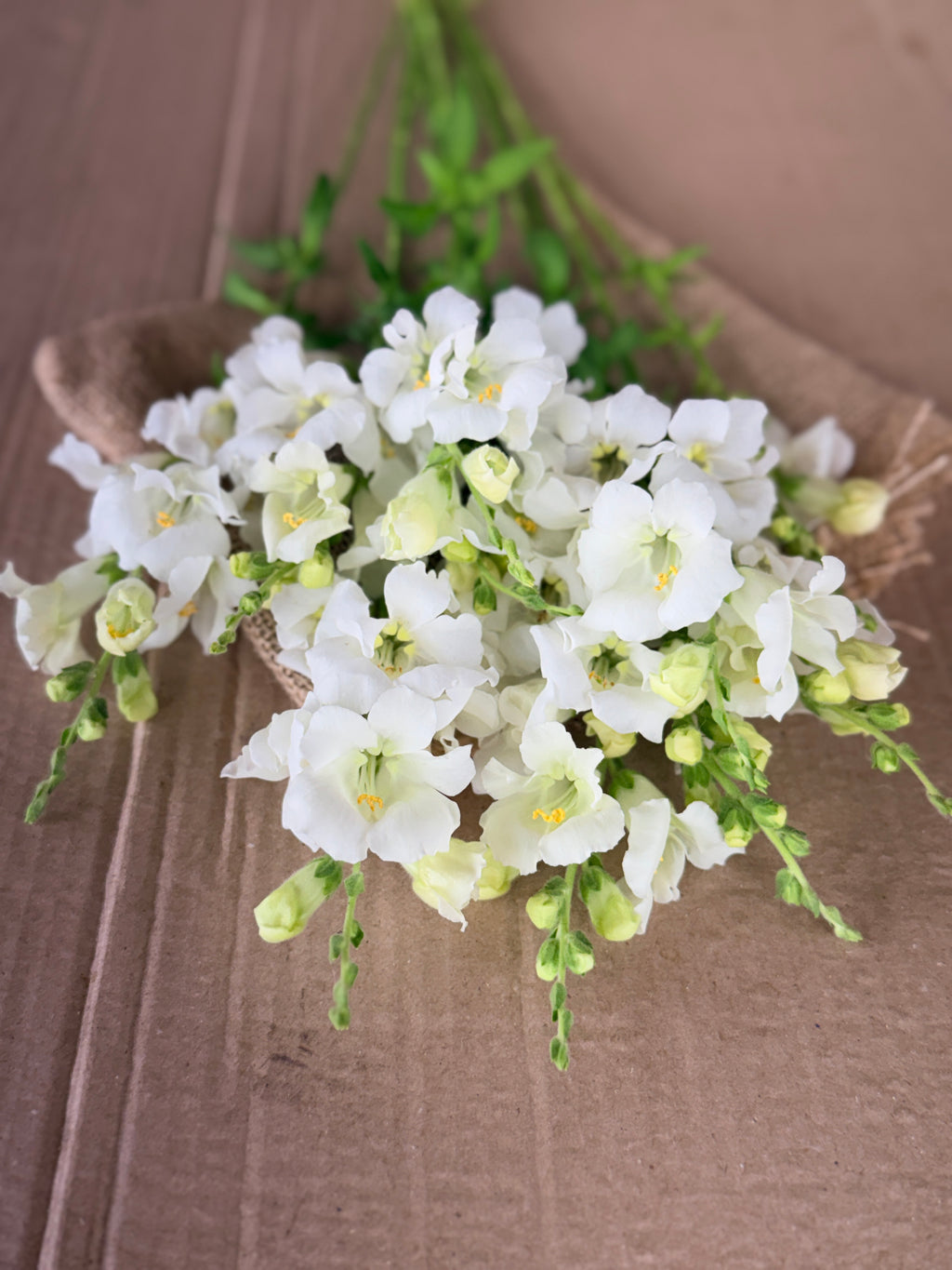 Snapdragon - Chantily White