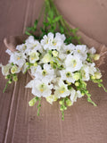 Snapdragon - Chantily White