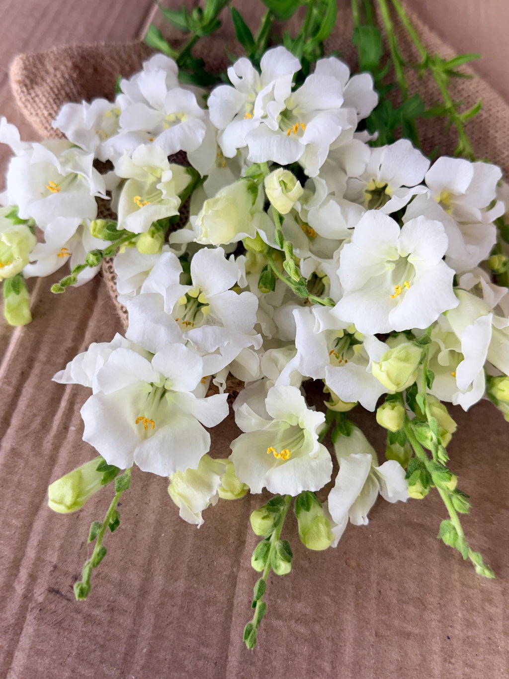 Snapdragon - Chantily White