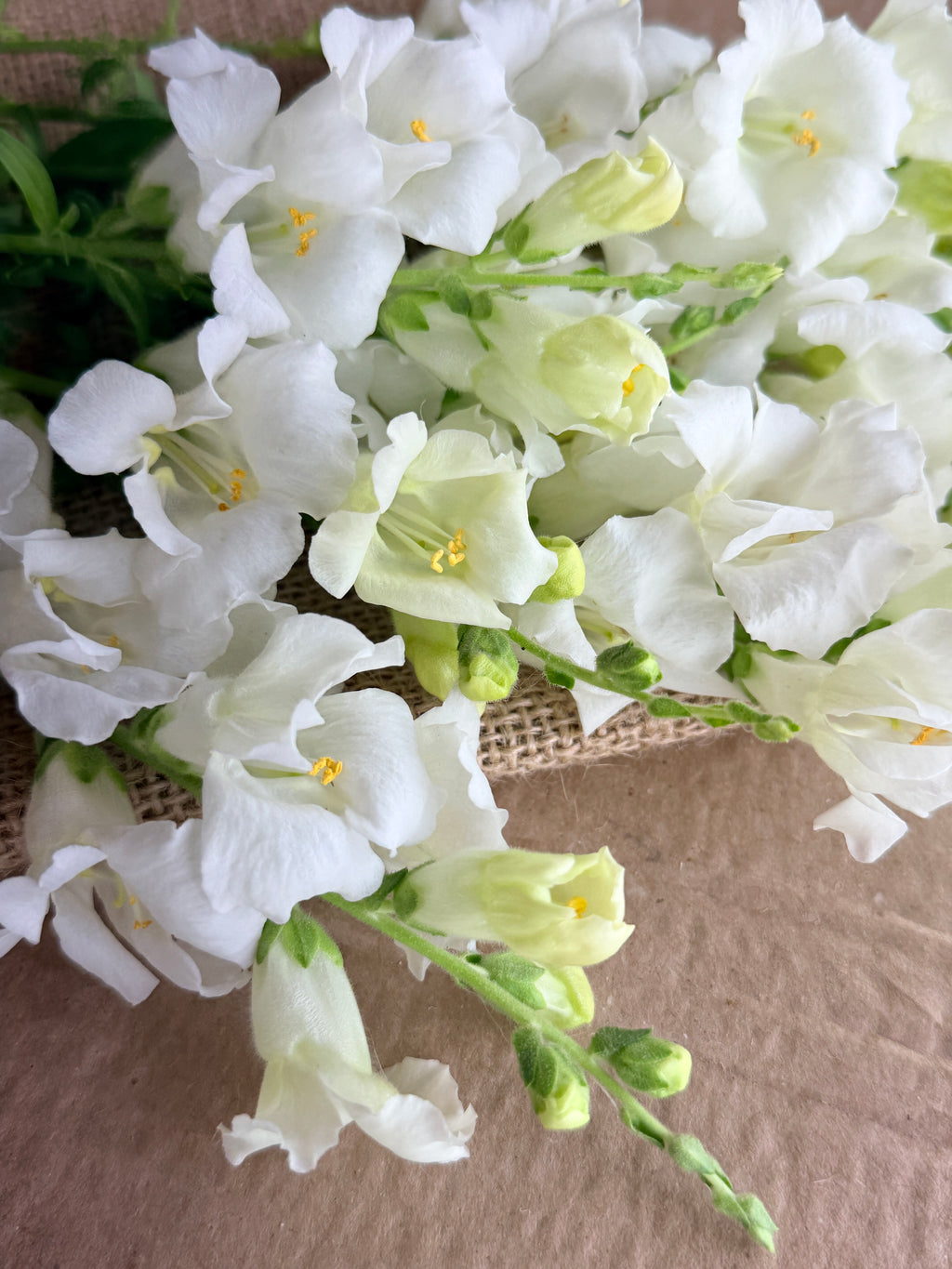 Snapdragon - Chantily White