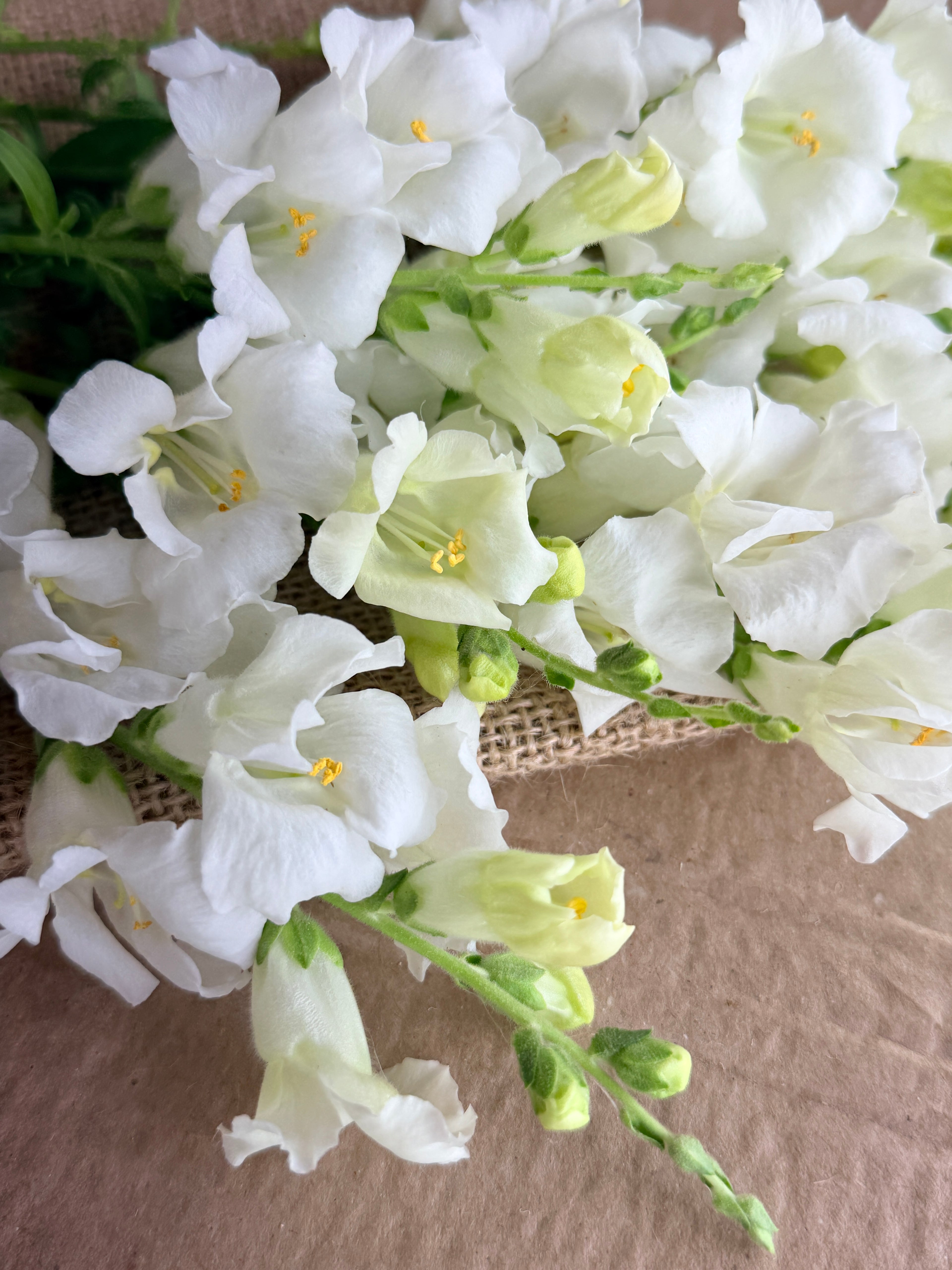 Snapdragon - Chantily White