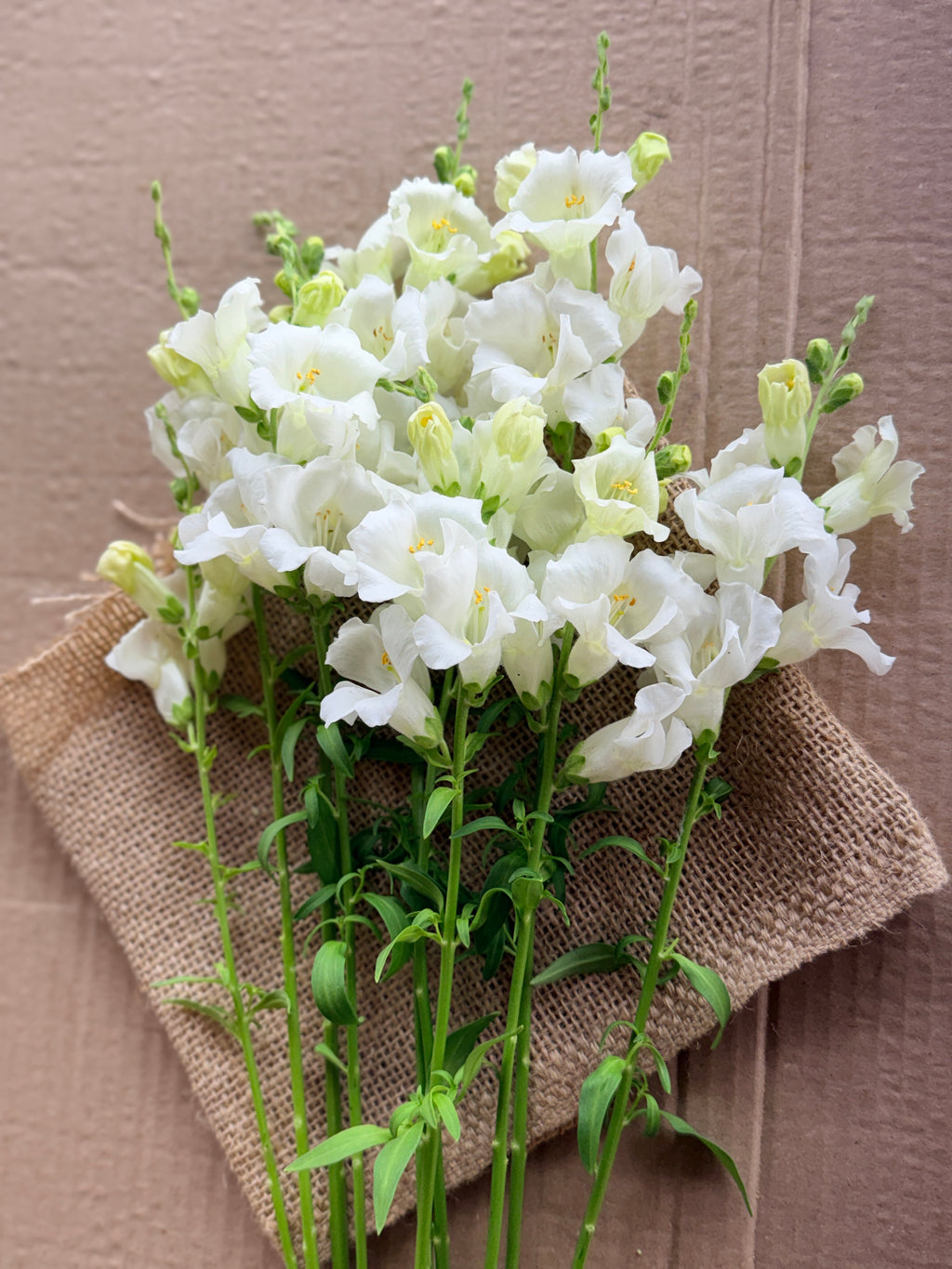 Snapdragon - Chantily White