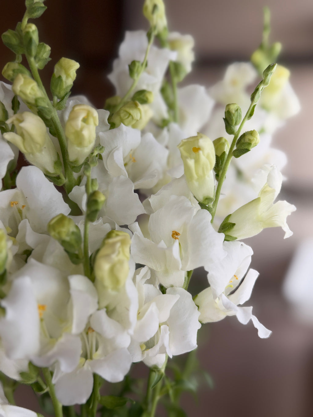 Snapdragon - Chantily White