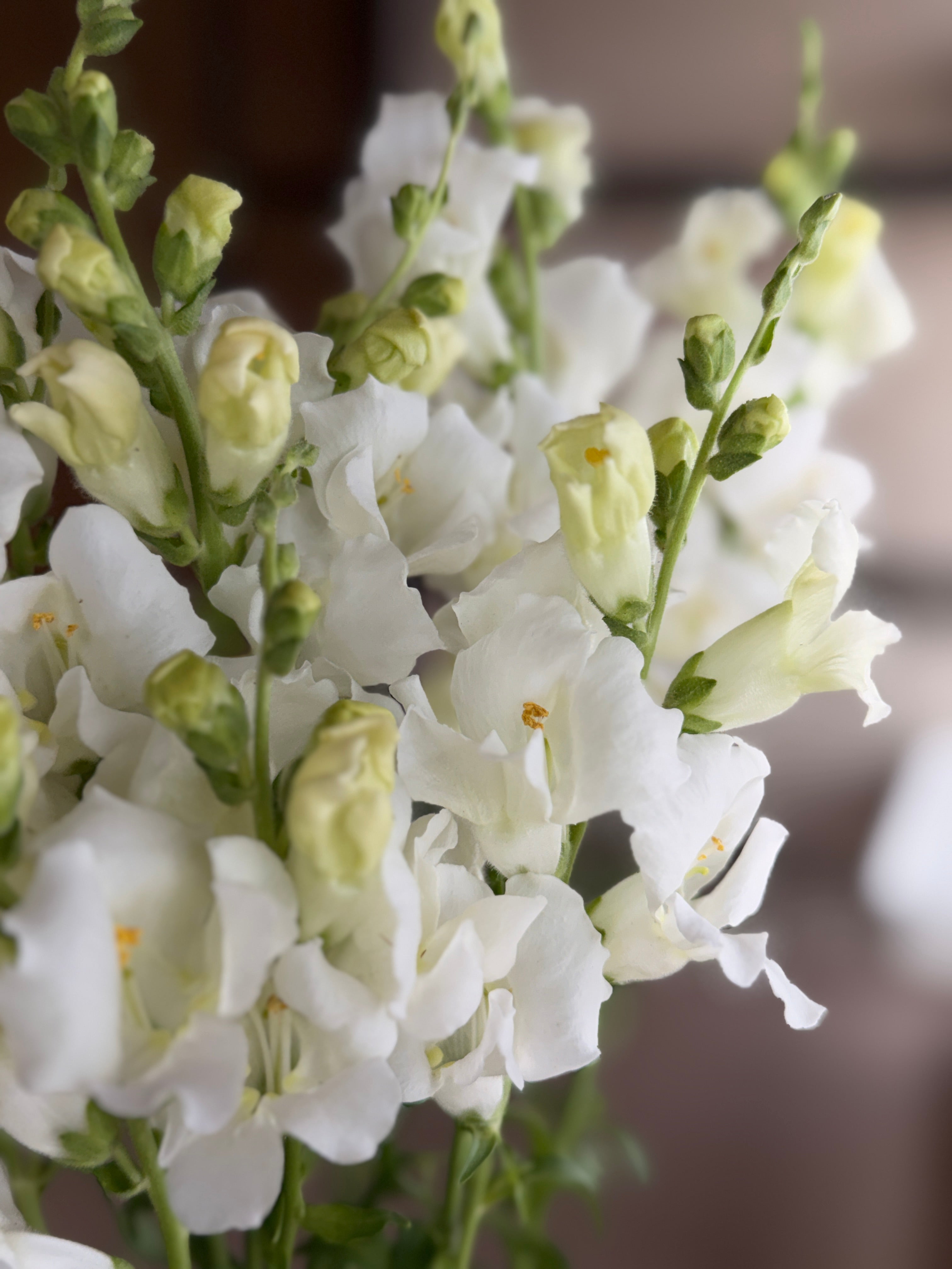 Snapdragon - Chantily White