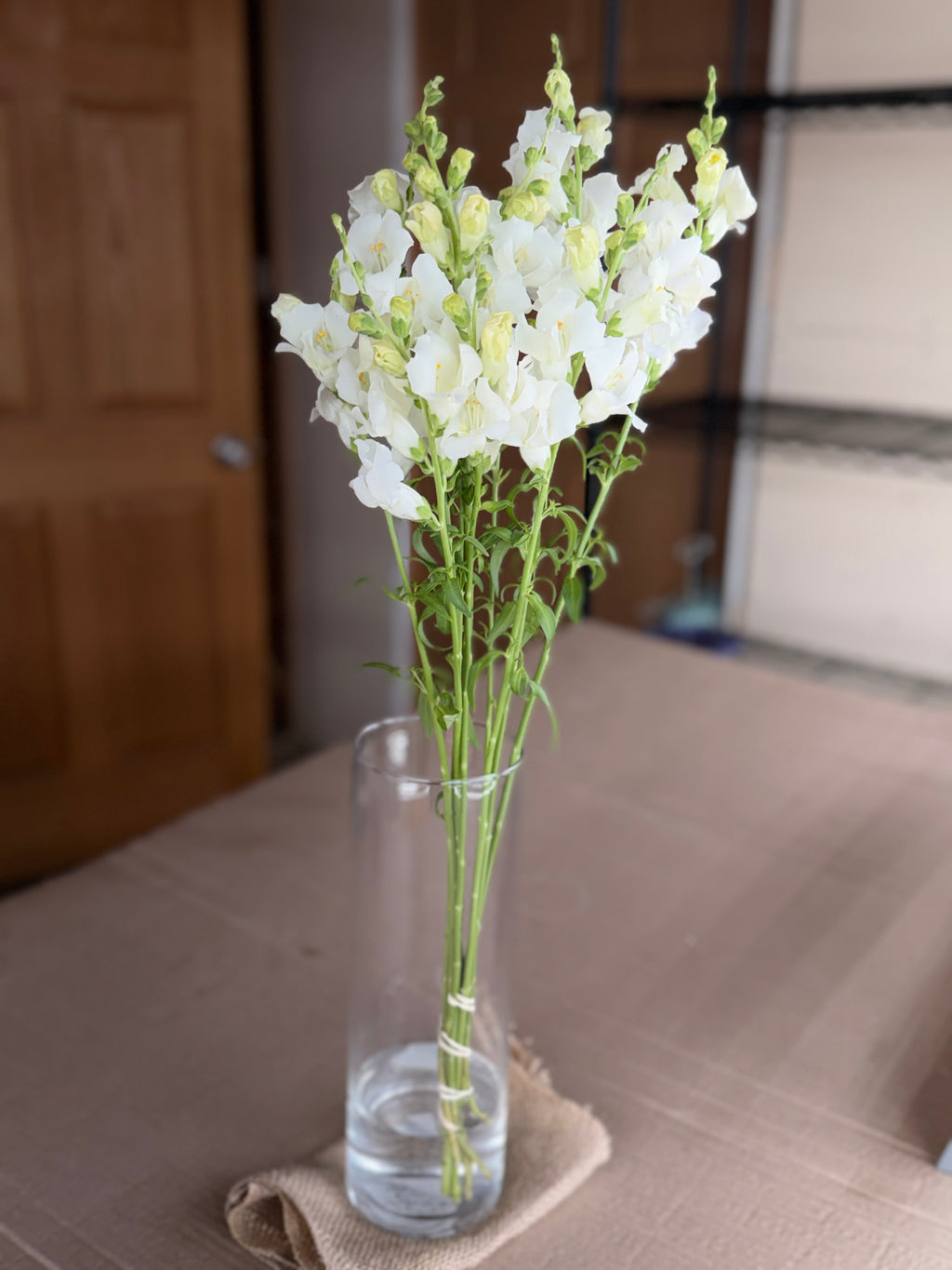 Snapdragon - Chantily White
