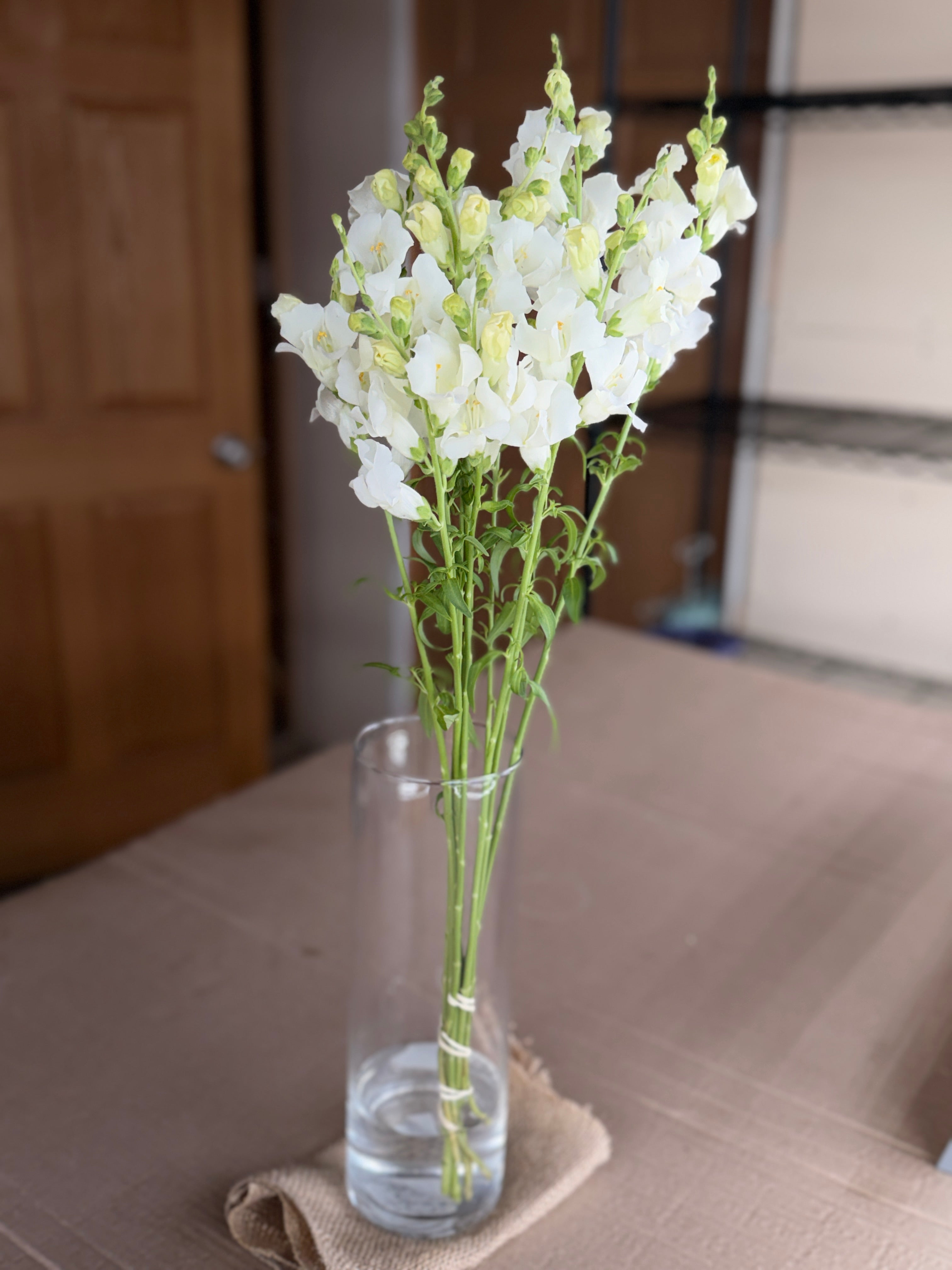 Snapdragon - Chantily White