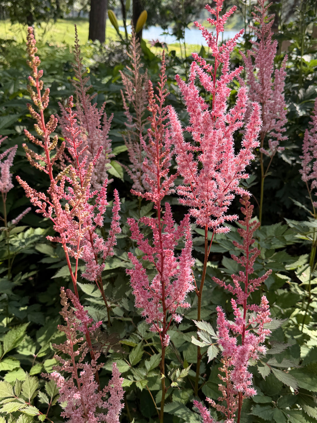 Astilbe Plumes