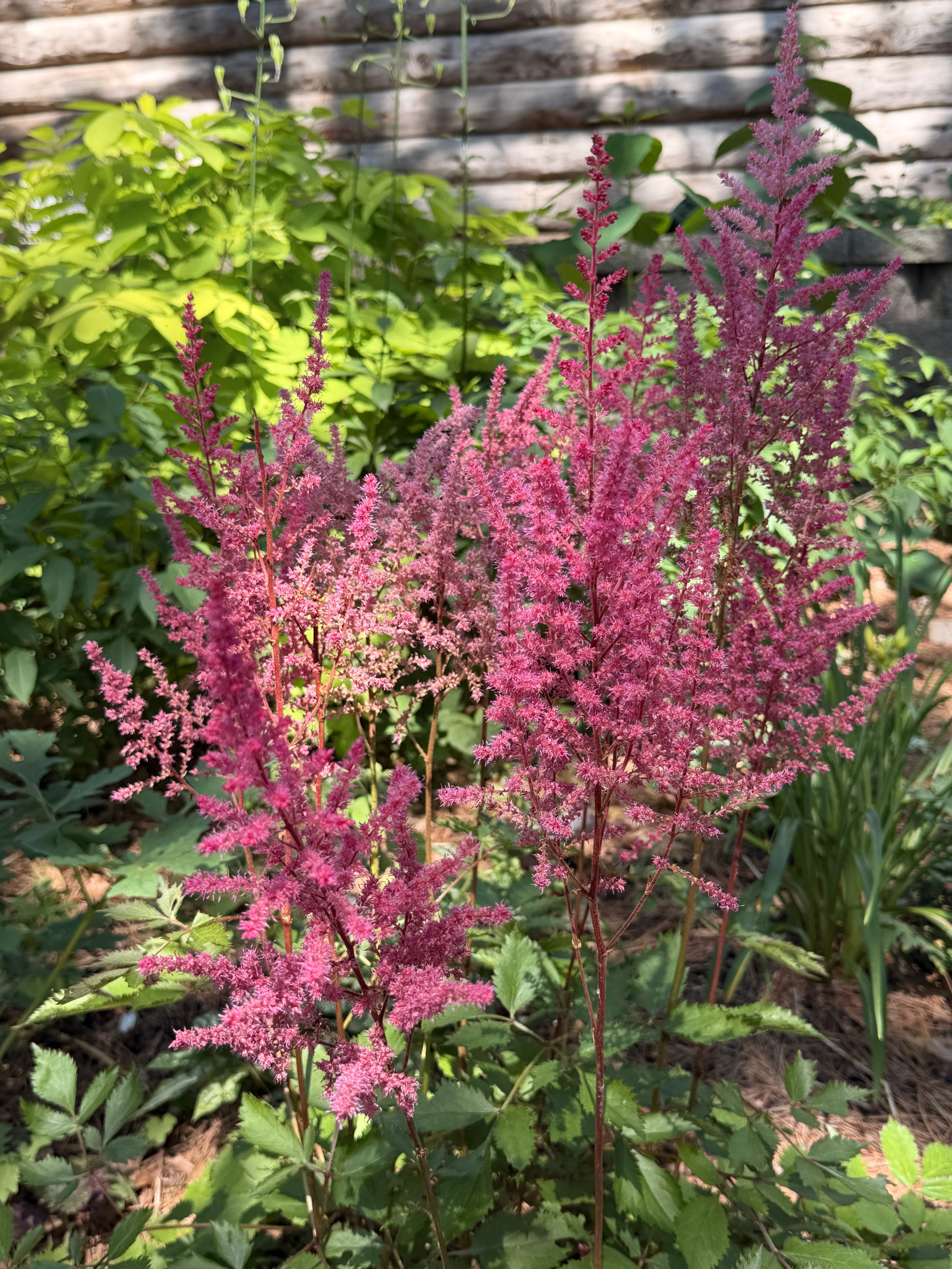 Astilbe Plumes