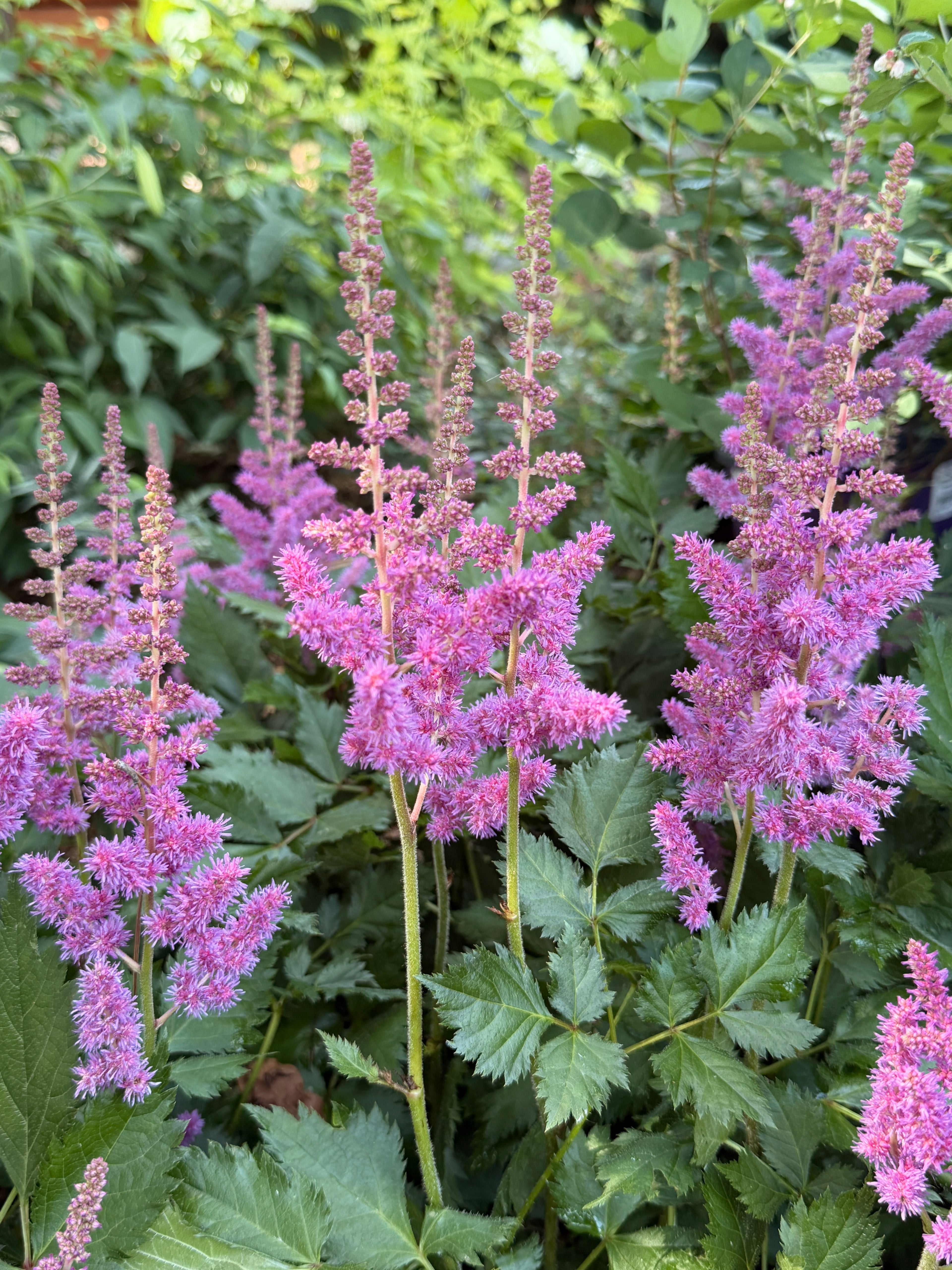 Astilbe Plumes