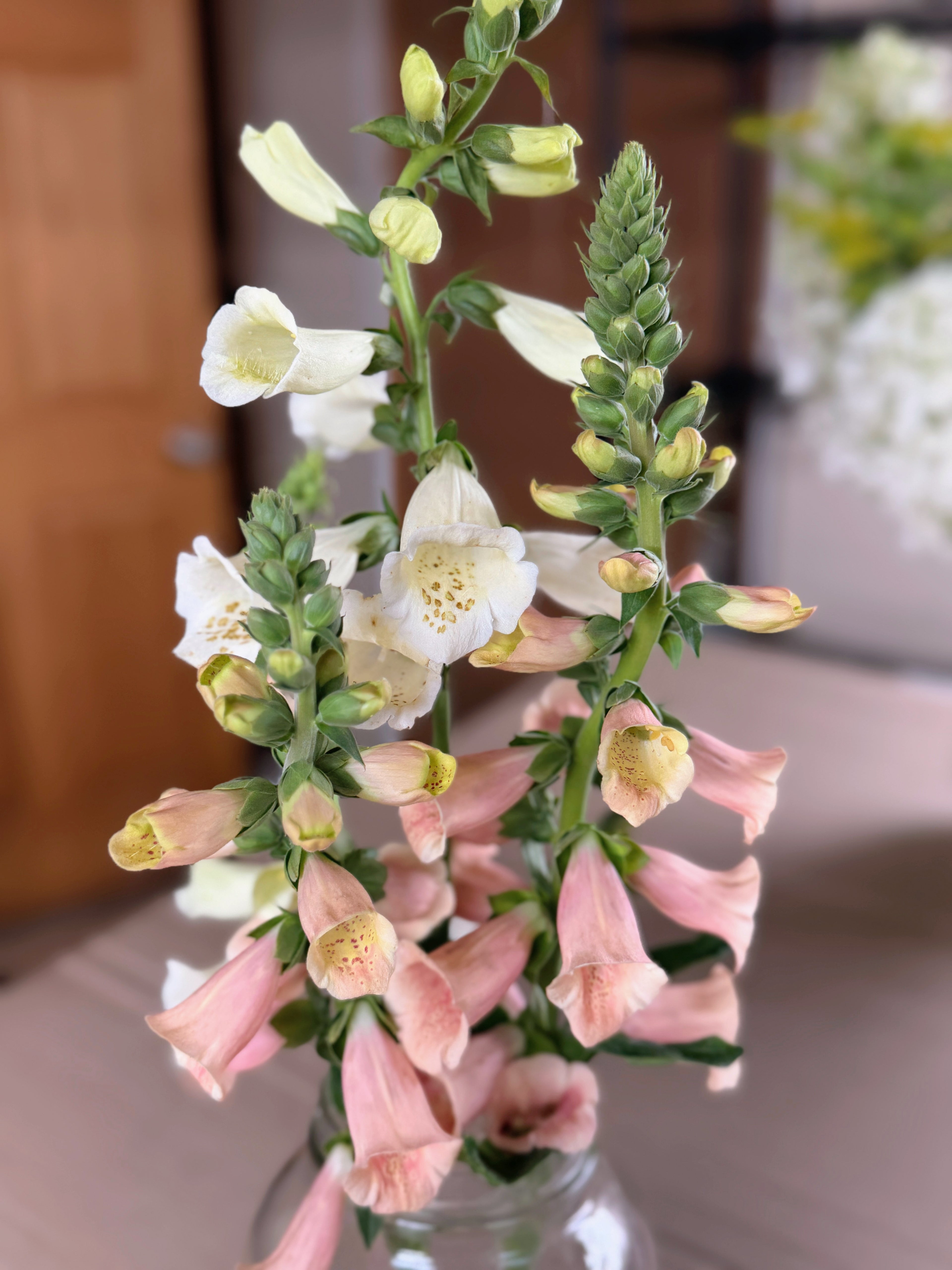 Foxglove - Dalmation Peach