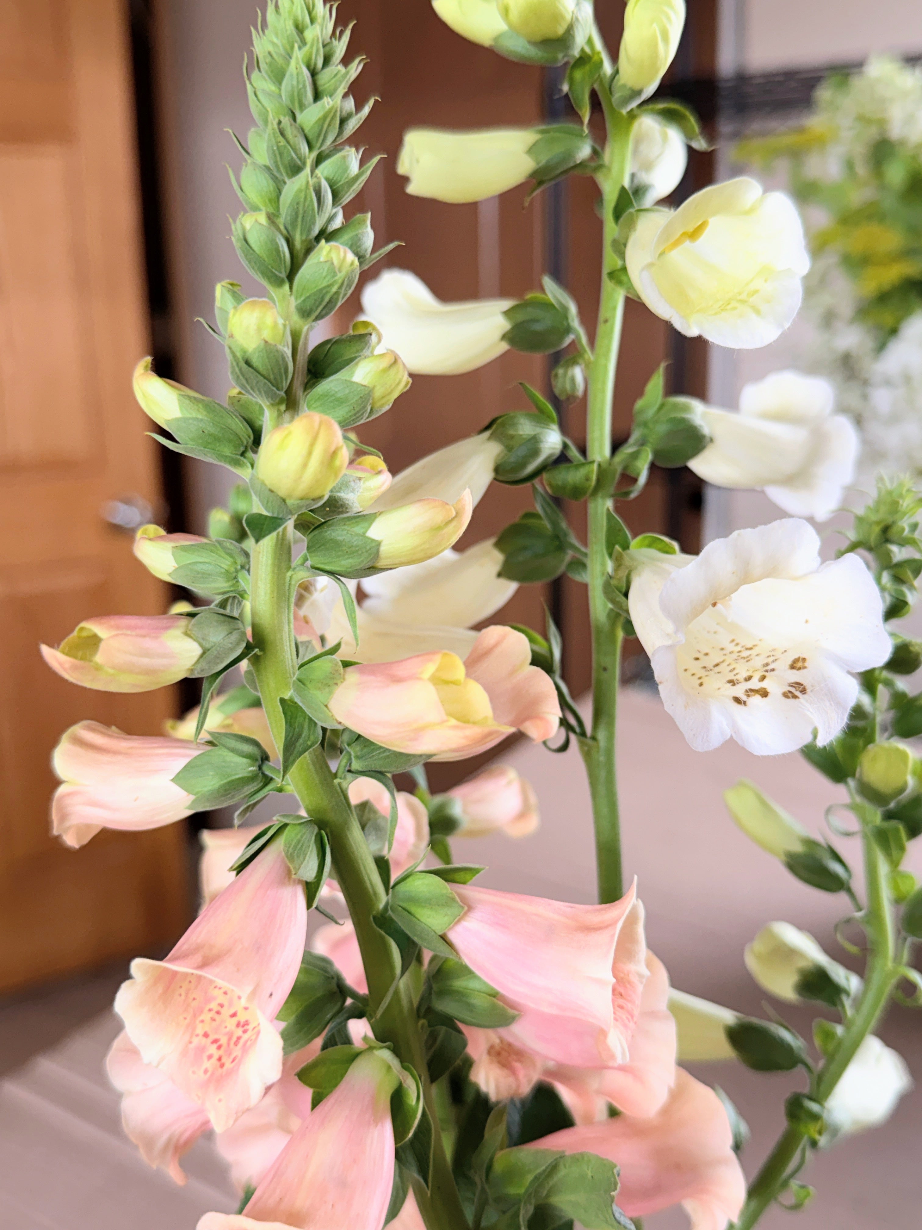 Foxglove - Dalmation Peach