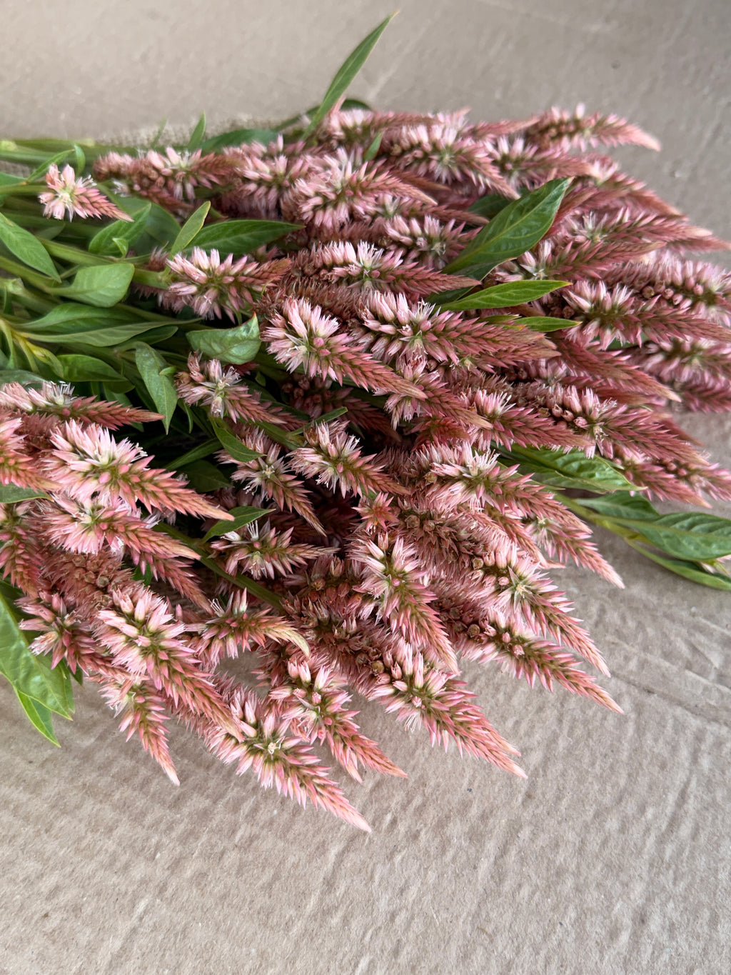 Celosia - Celway Terracotta