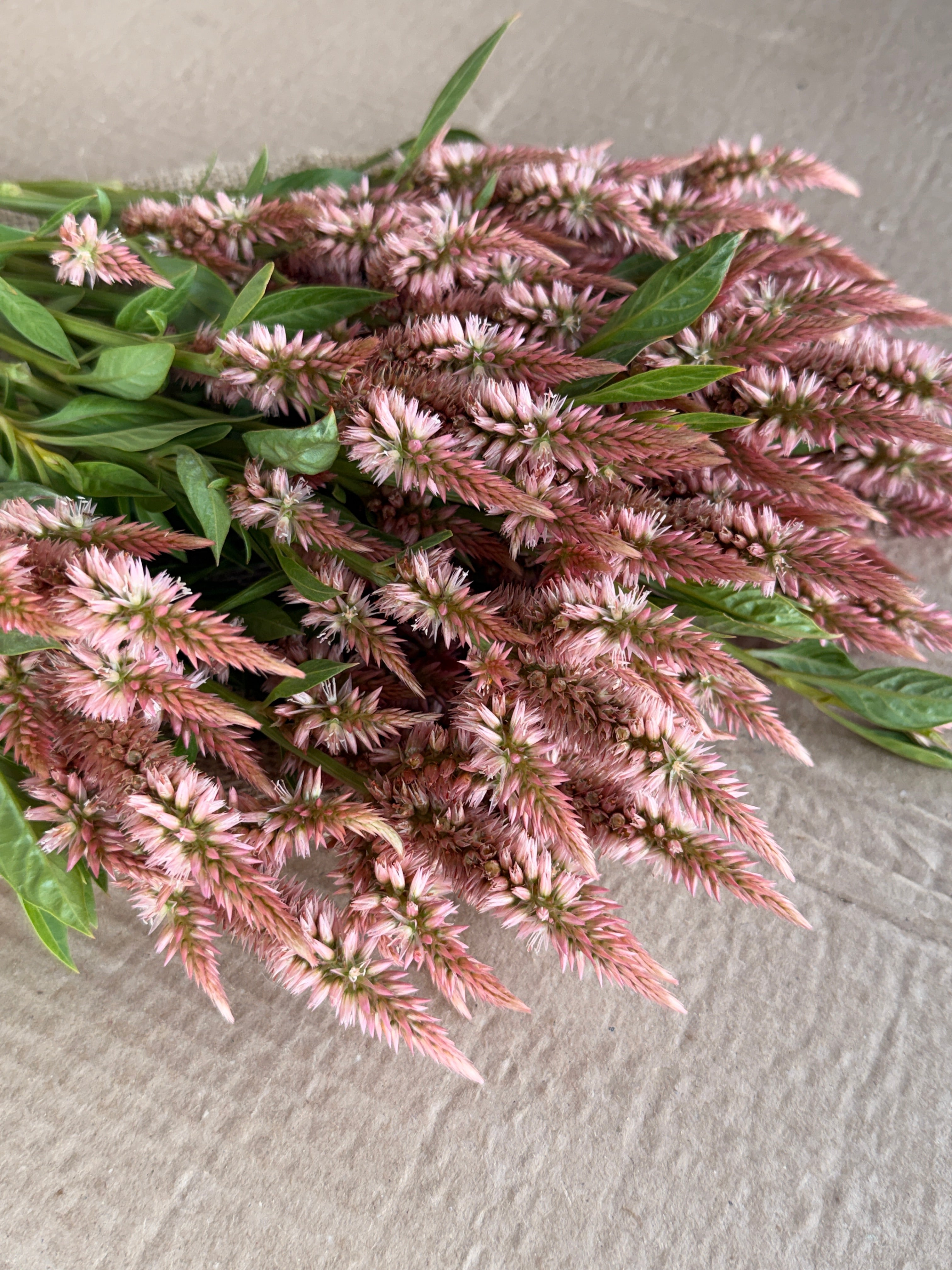 Celosia - Celway Terracotta