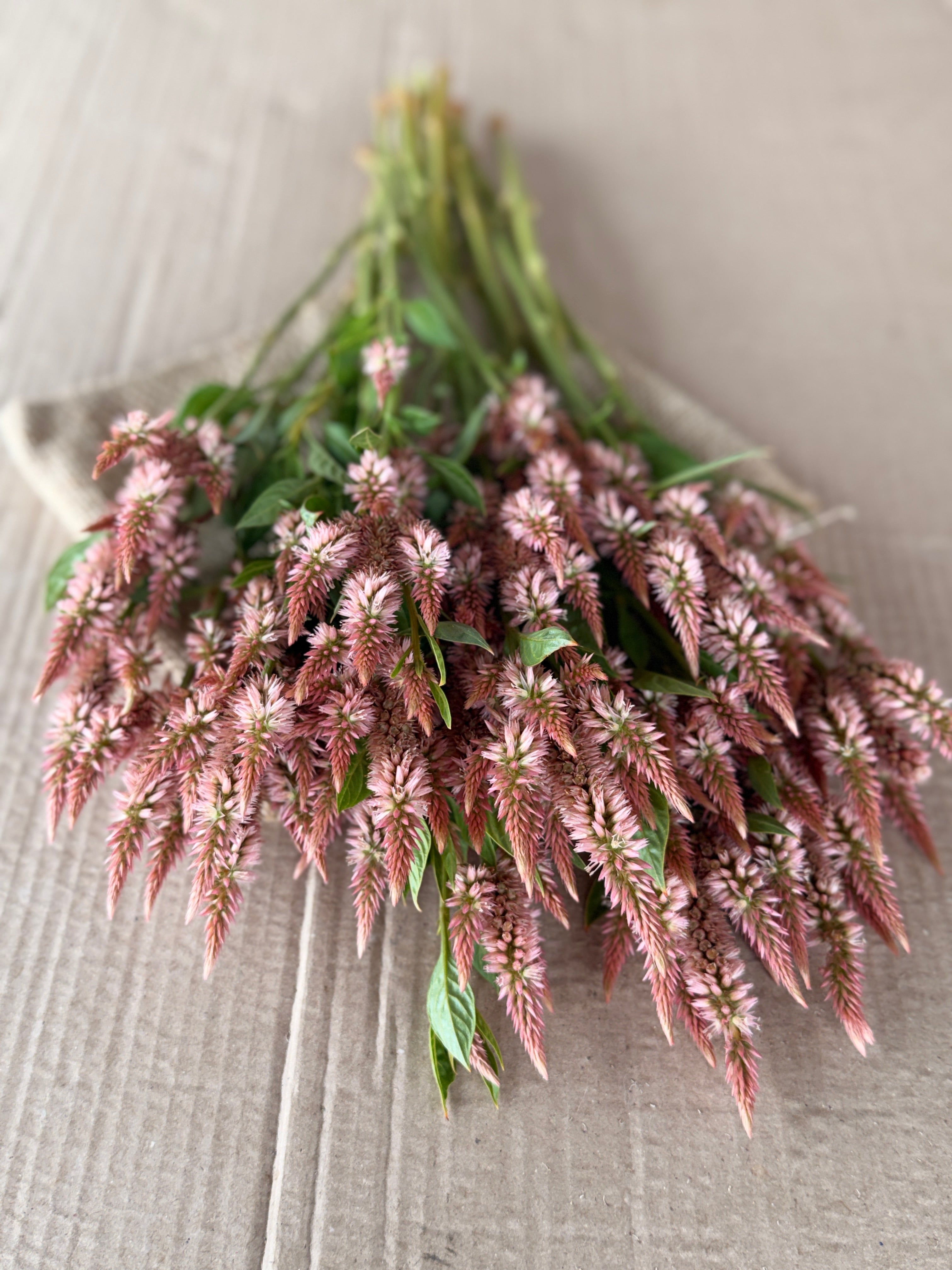Celosia - Celway Terracotta