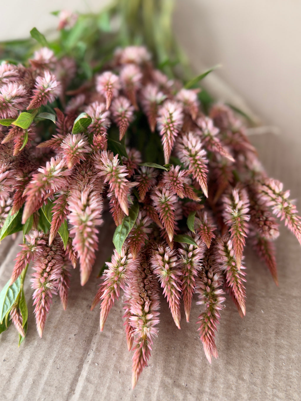 Celosia - Celway Terracotta