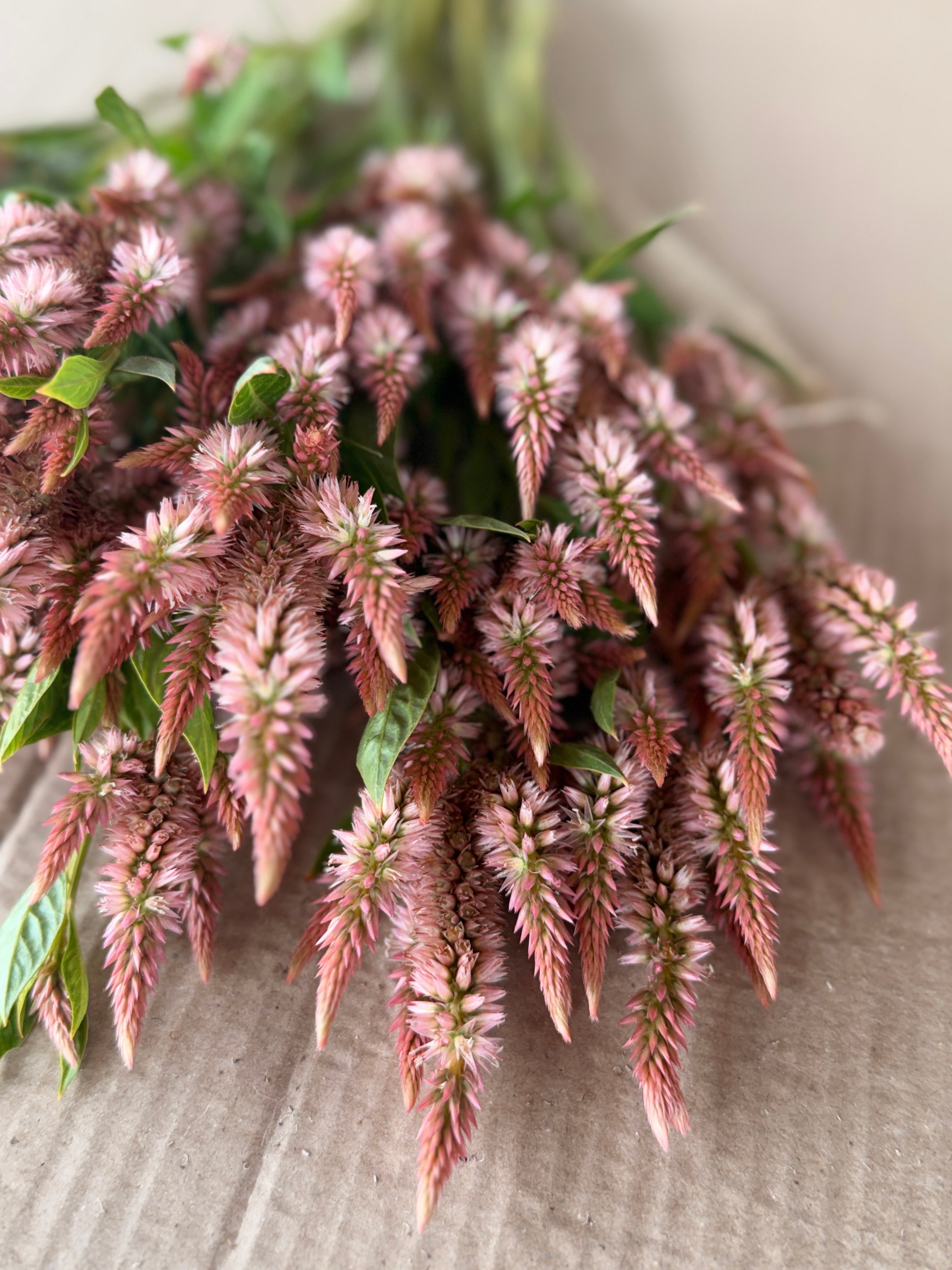 Celosia - Celway Terracotta