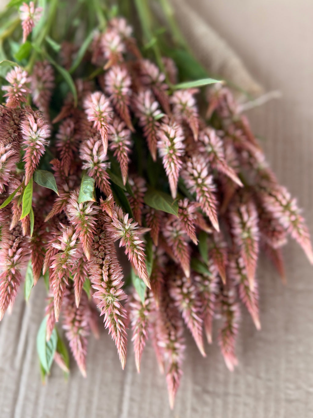 Celosia - Celway Terracotta