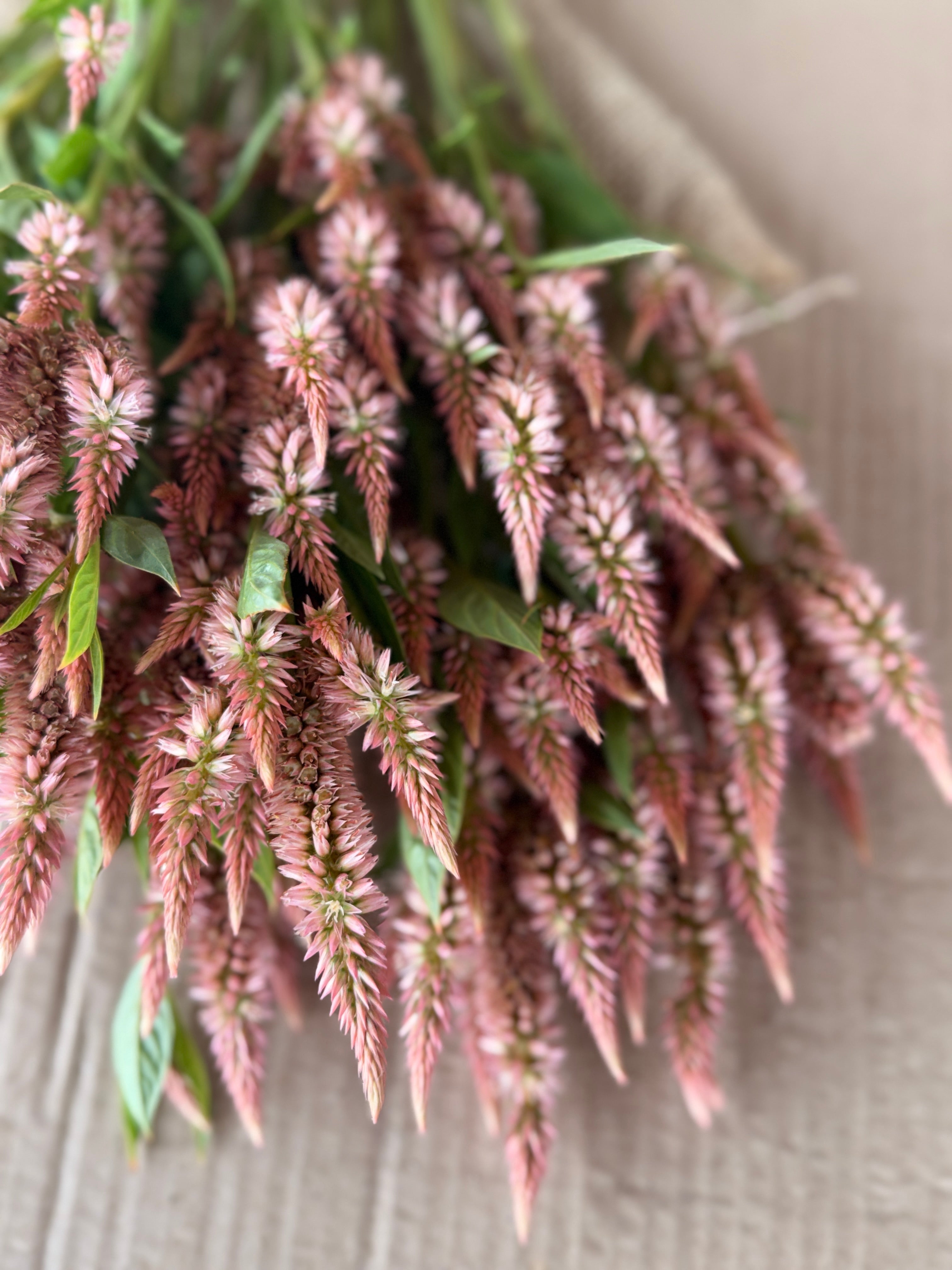Celosia - Celway Terracotta