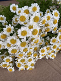 Feverfew - Magic Single