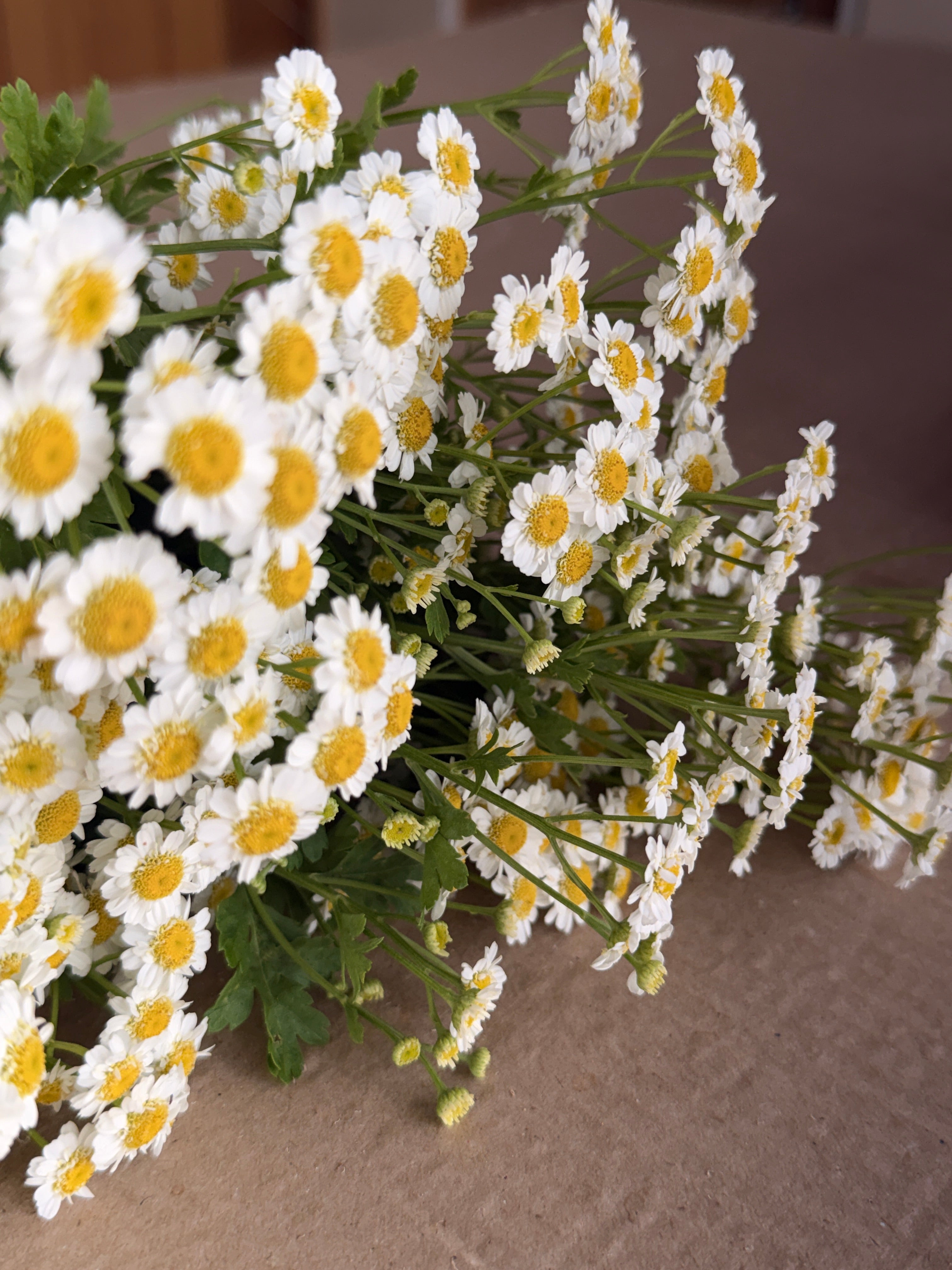 Feverfew - Magic Single