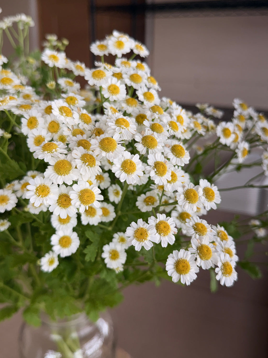 Feverfew - Magic Single