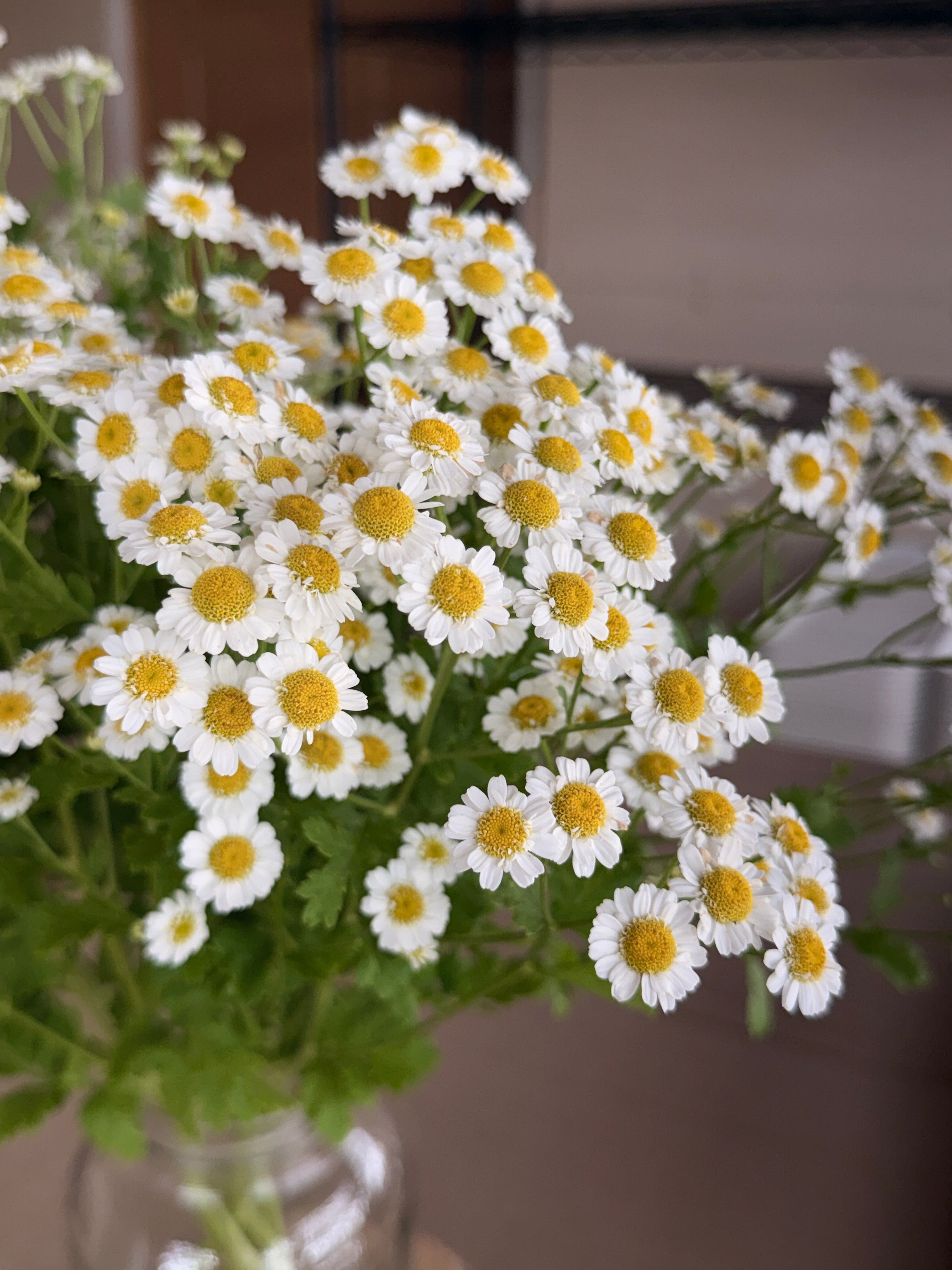 Feverfew - Magic Single