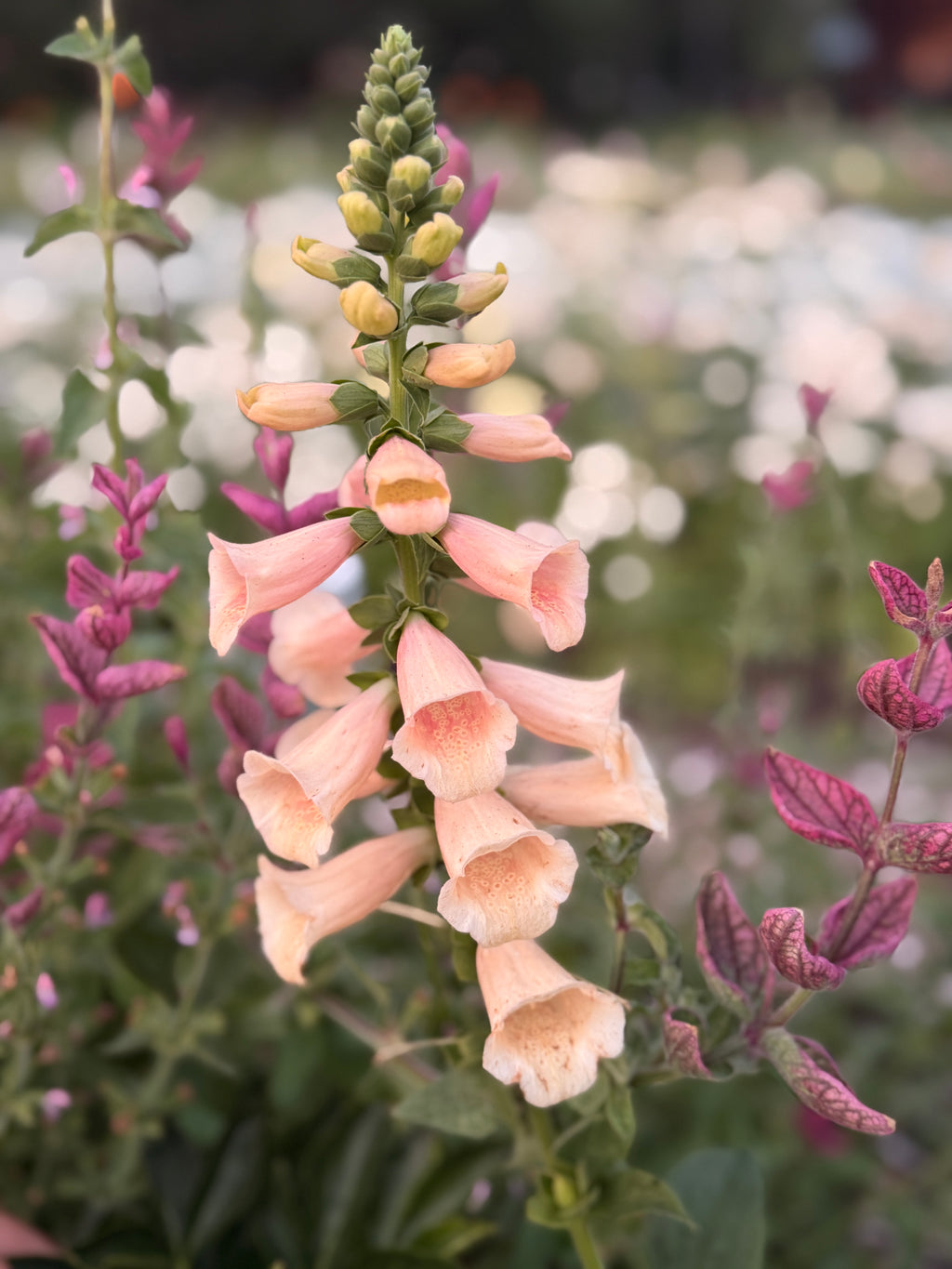 Foxglove - Dalmation Peach