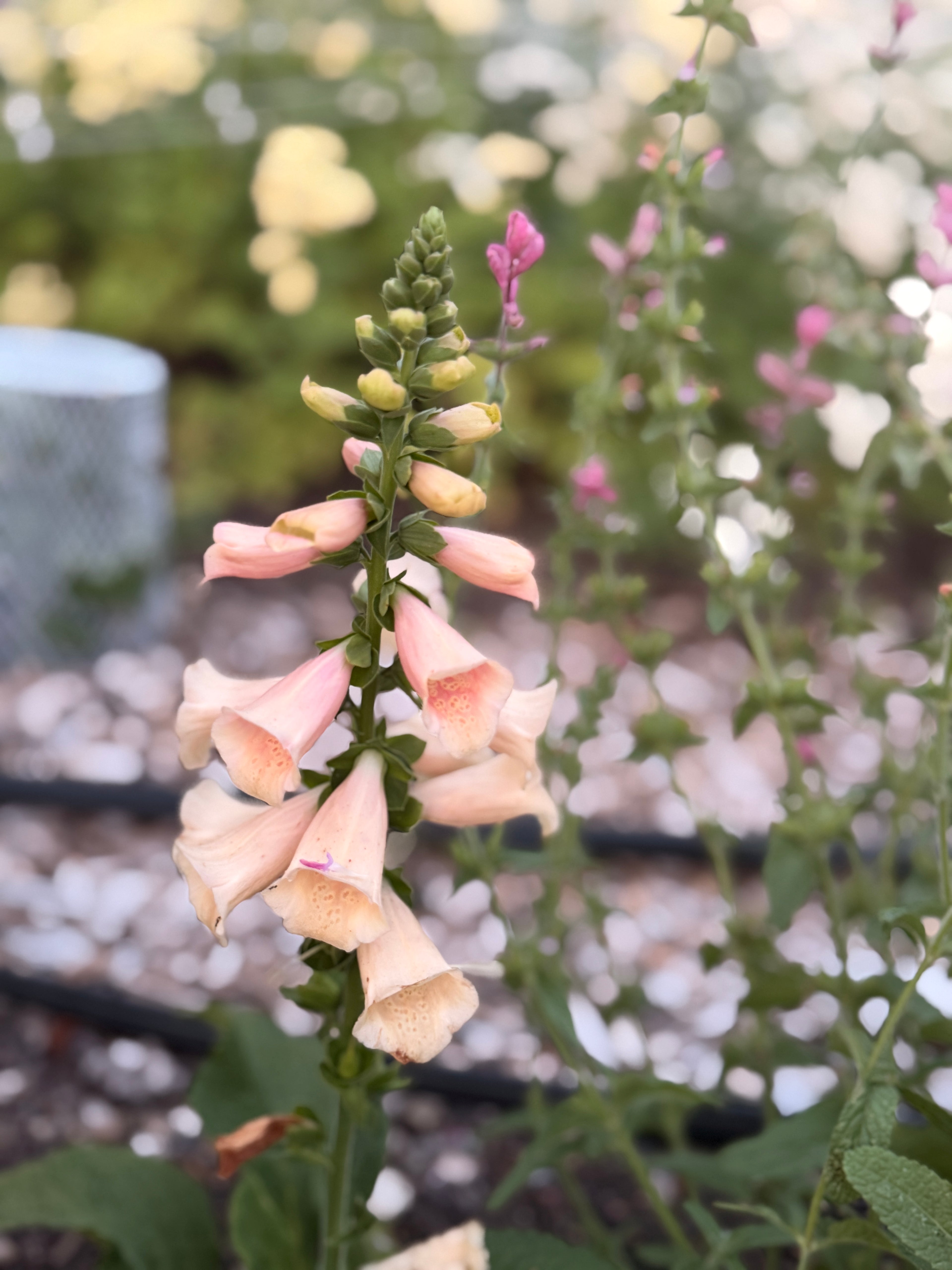 Foxglove - Dalmation Peach