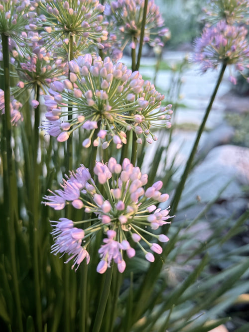 Allium - Millennium