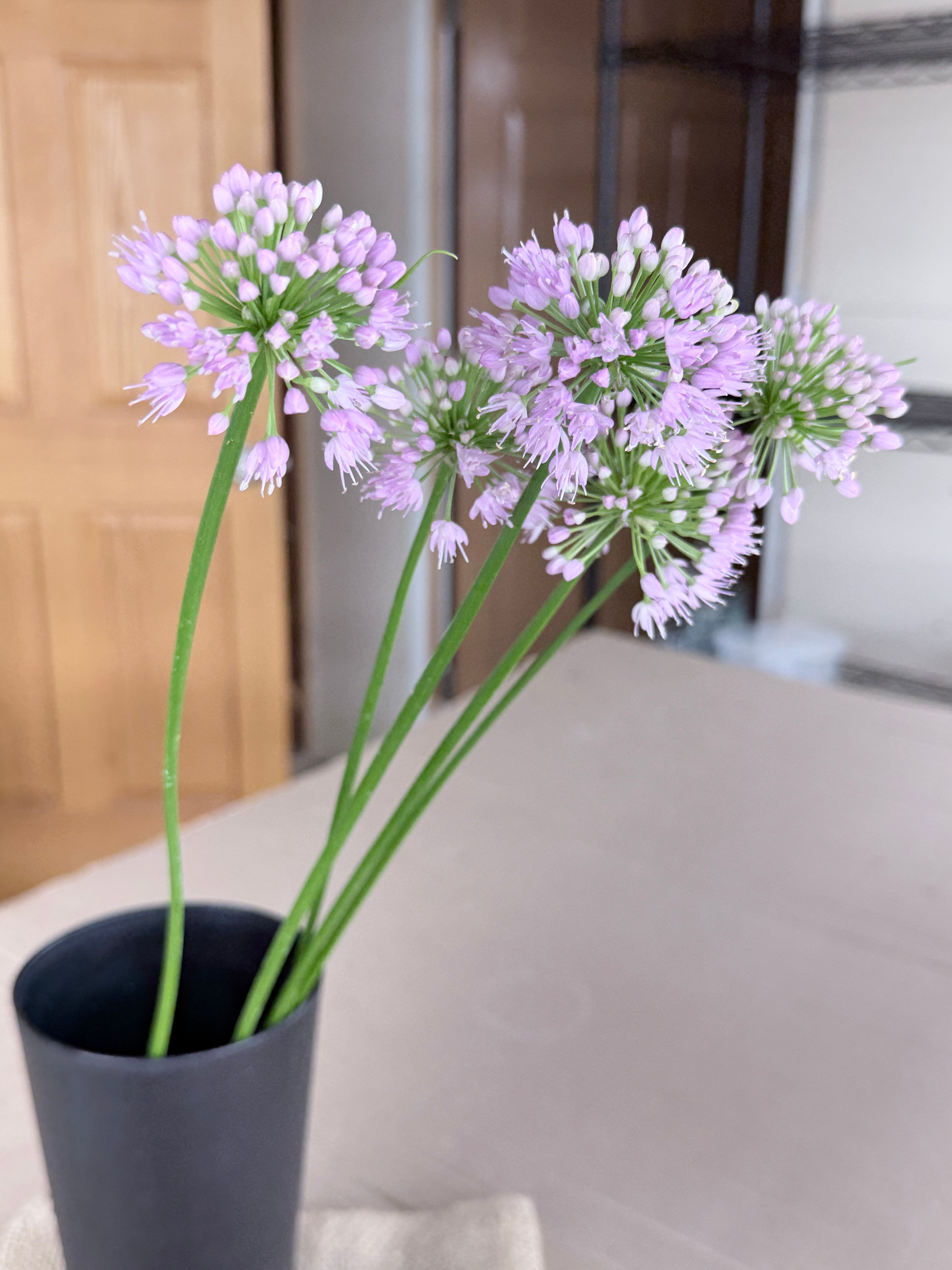 Allium - Millennium