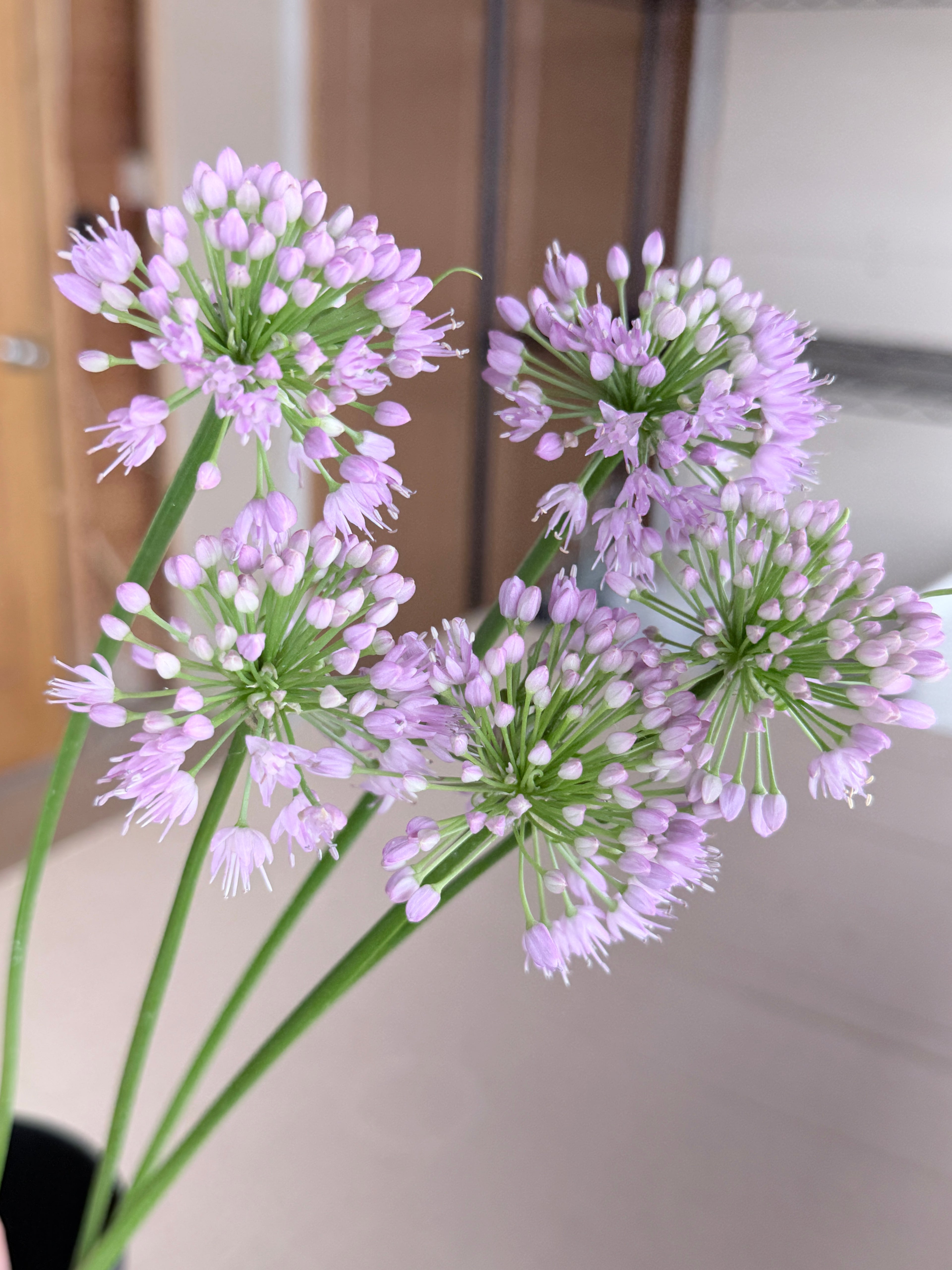 Allium - Millennium