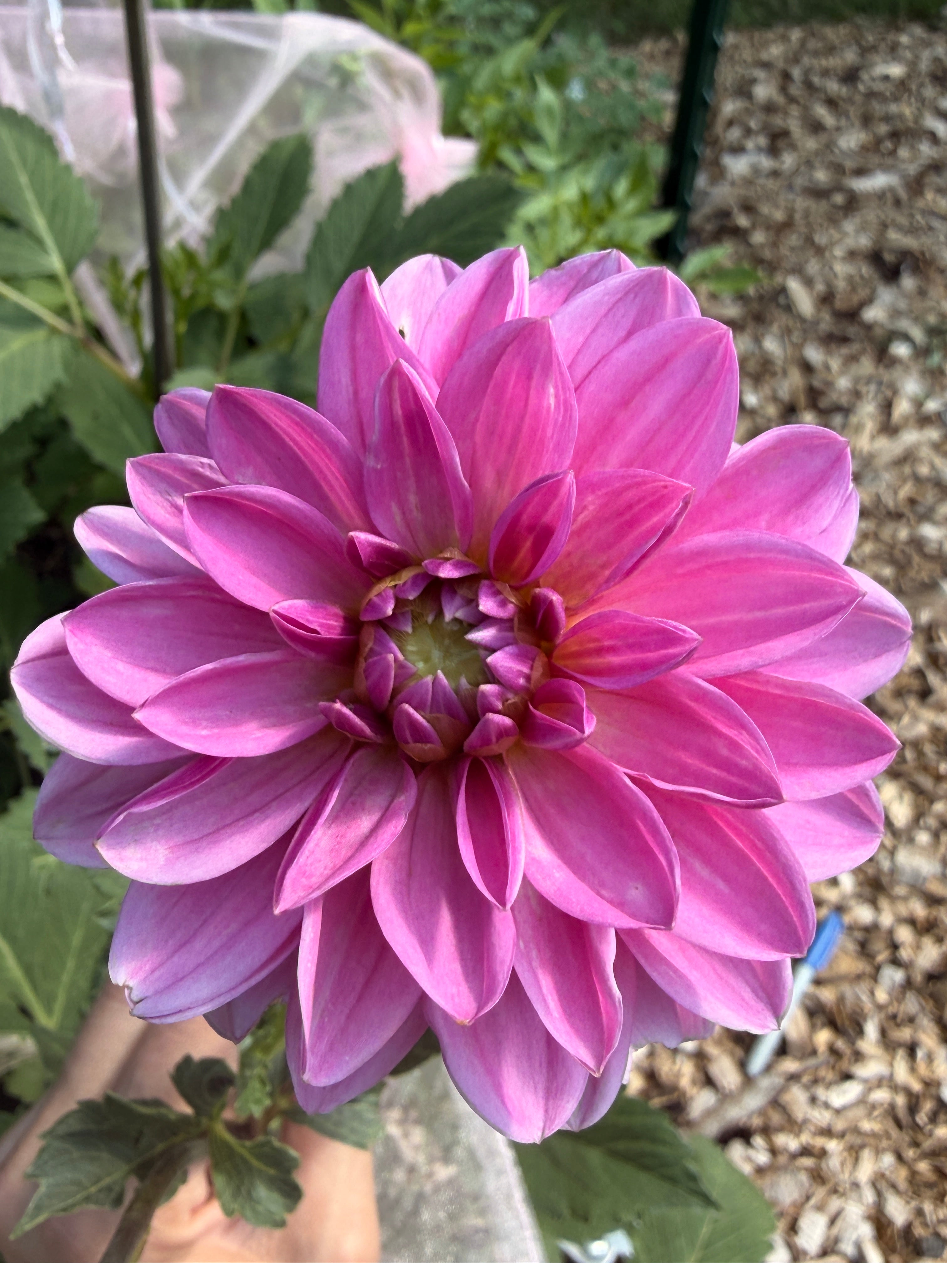 Dahlia - Rosella