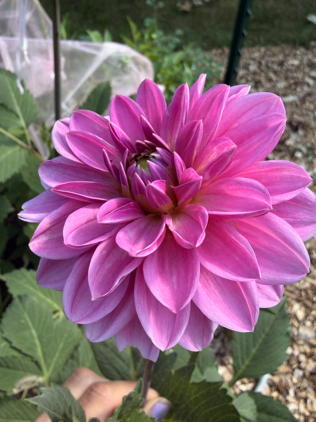 Dahlia - Rosella