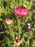 Strawflower - Cranberry Rose