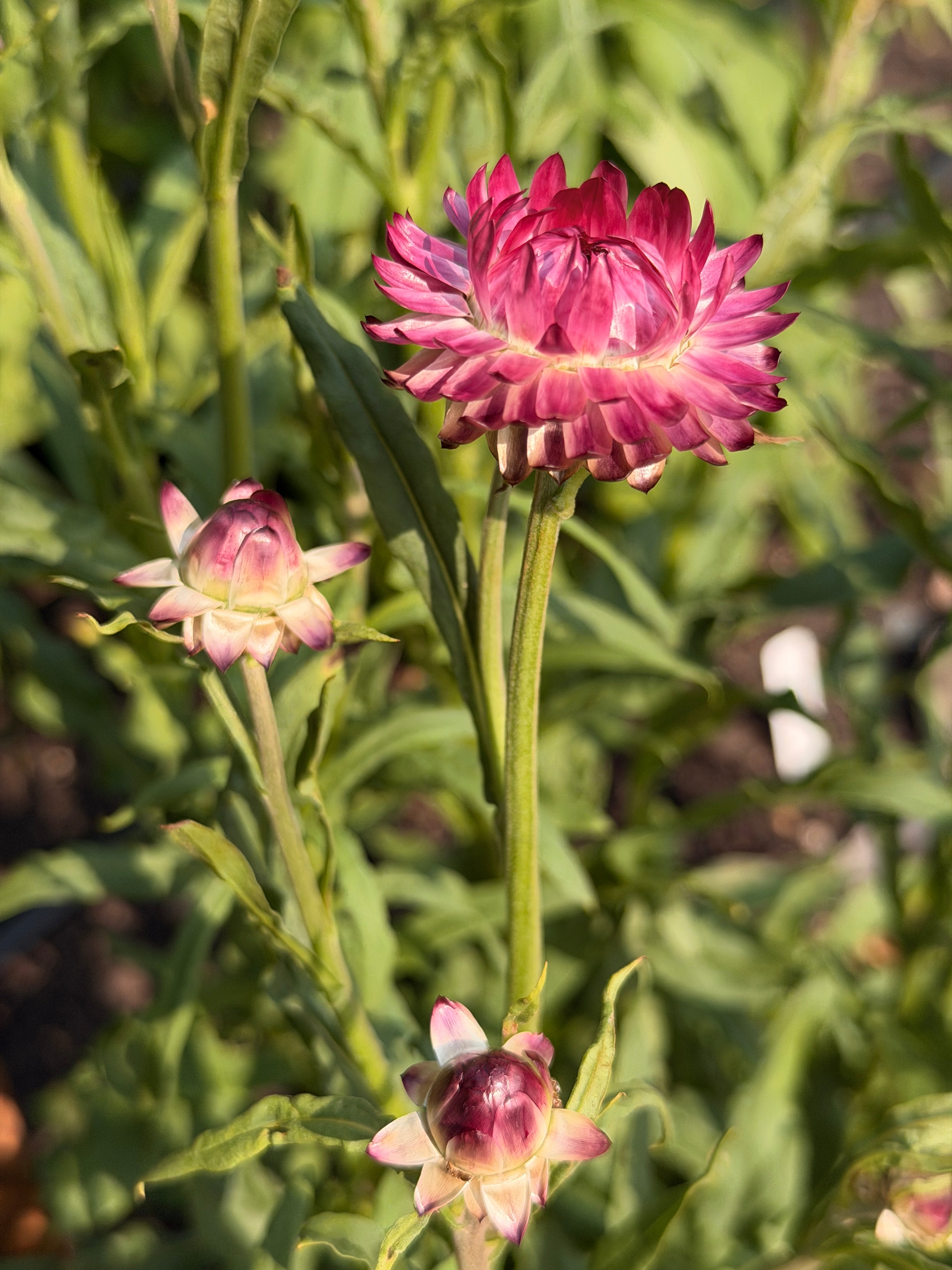 Strawflower - Cranberry Rose