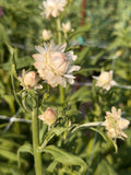 Strawflower - Vintage White