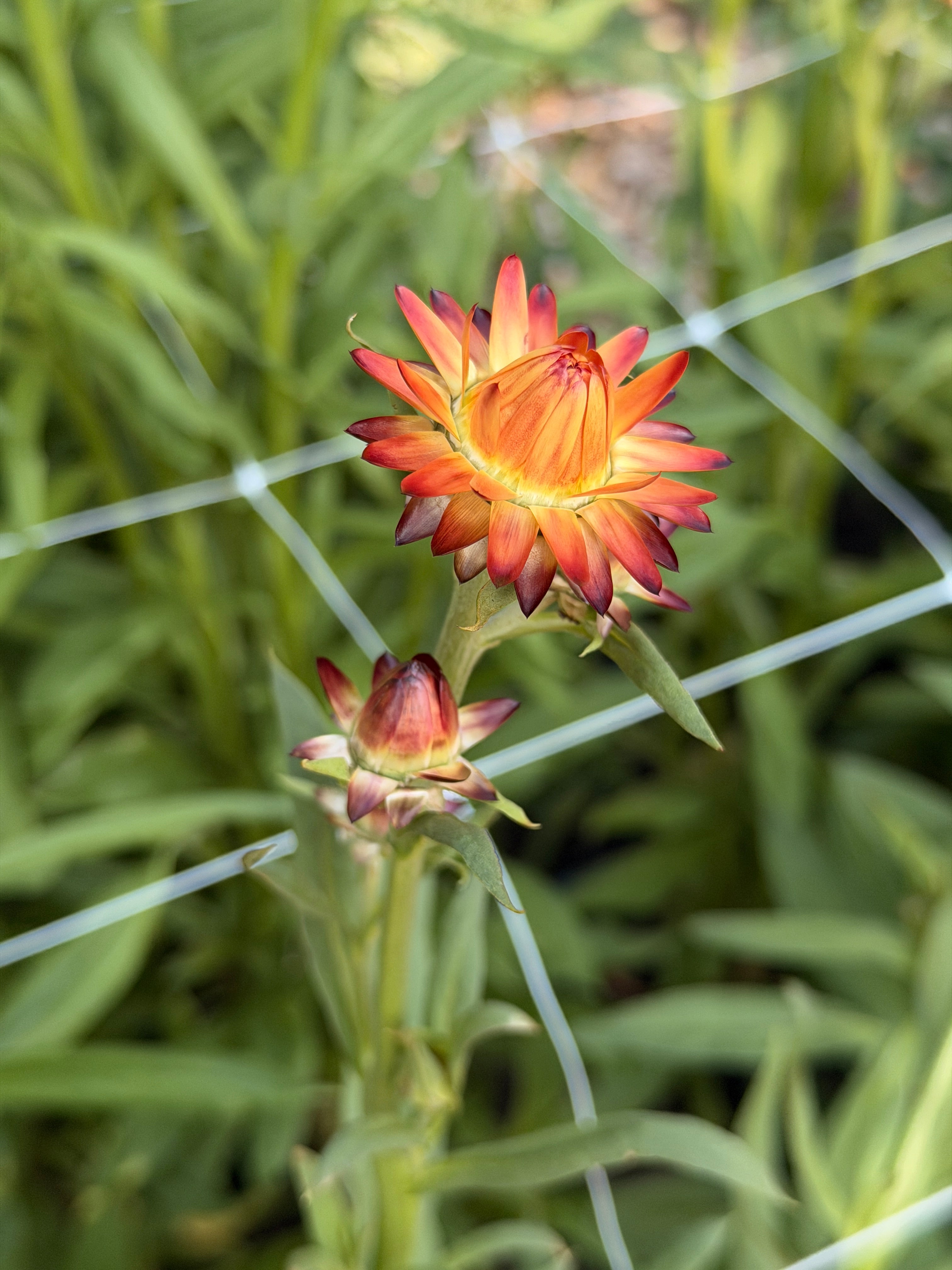 Strawflower - King Sized Orange