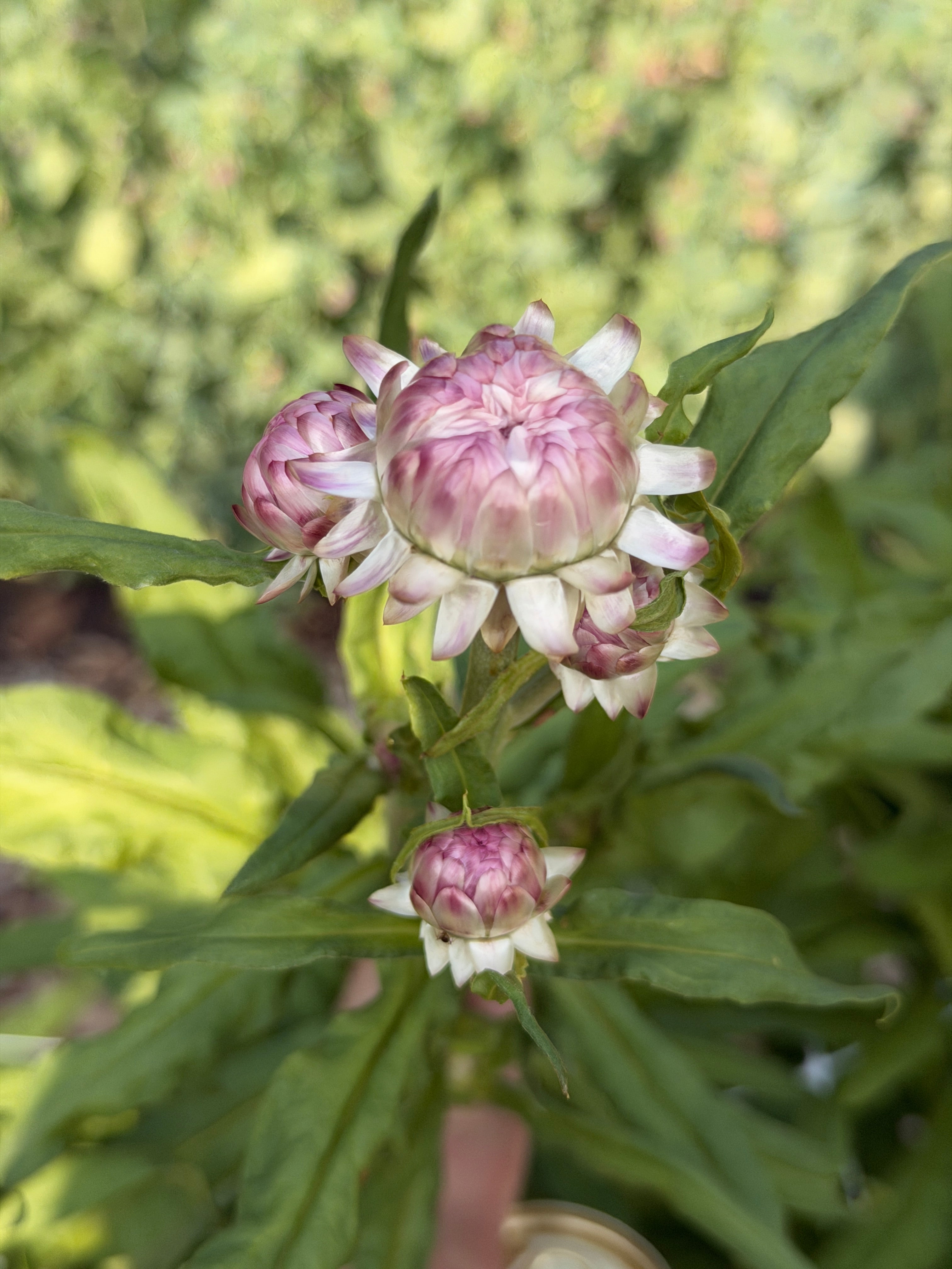 Strawflower - Blush Pink
